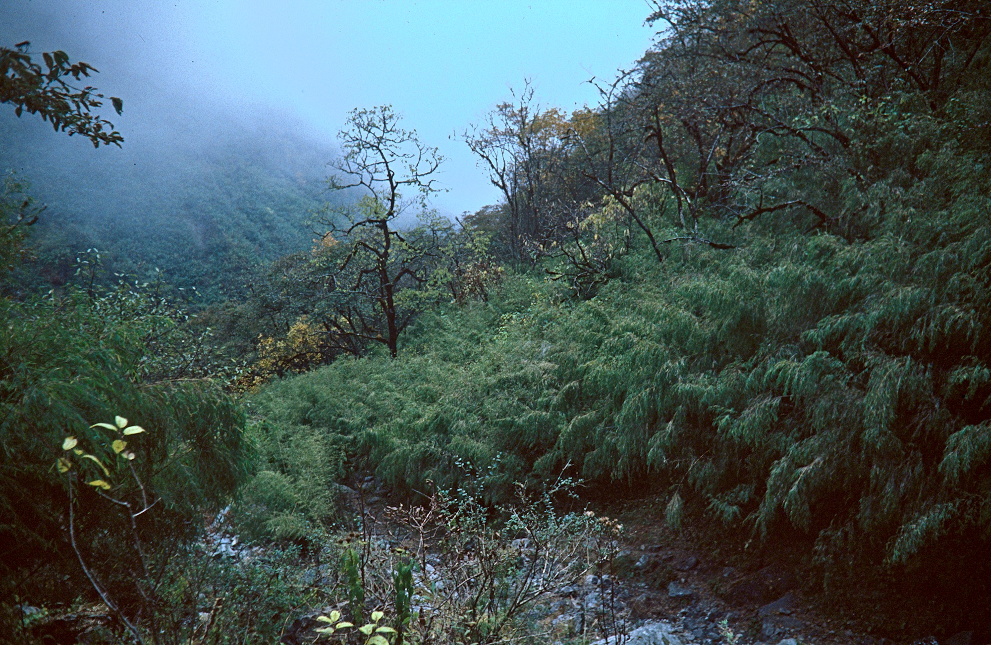 Bamboo Rainforest – a Paradise for Leeches