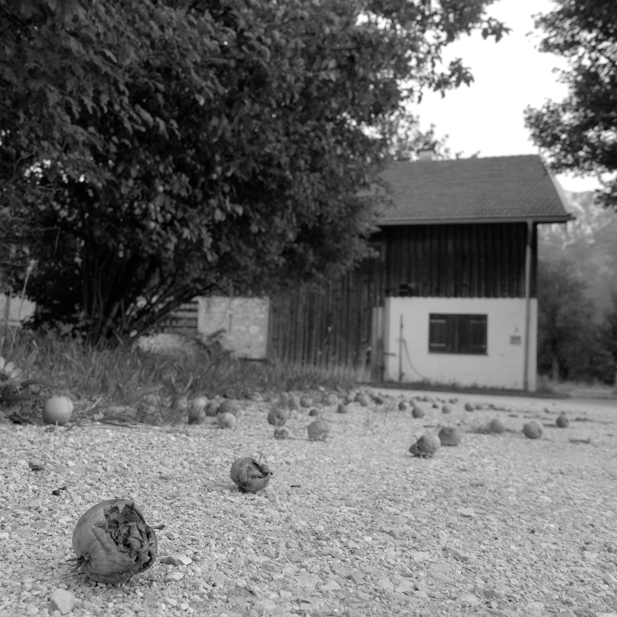 Late Summer’s Abundance