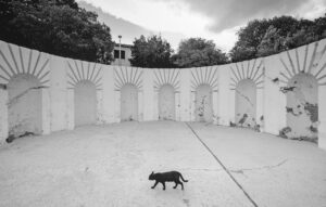 Cat walking