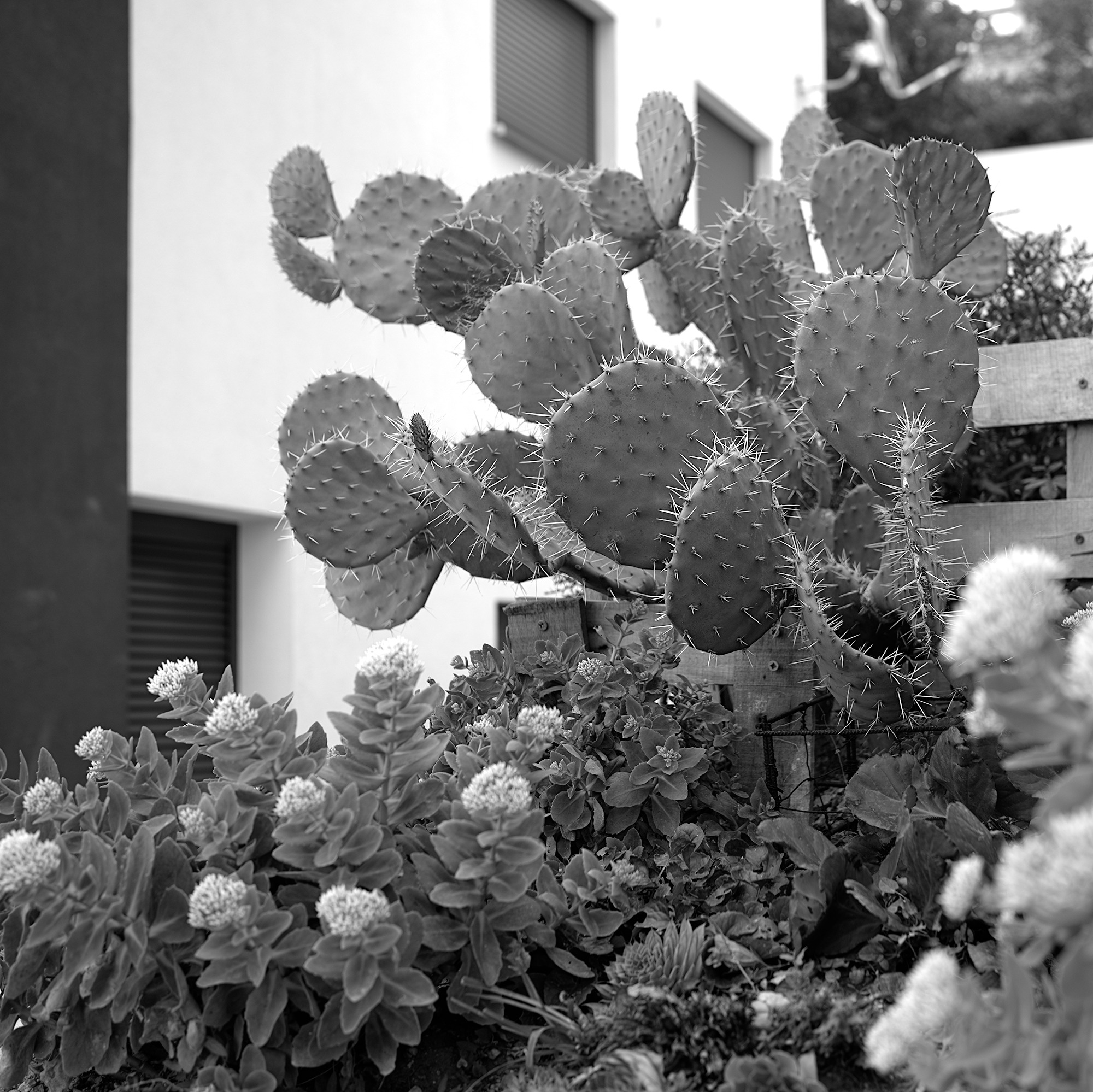 Opuntia