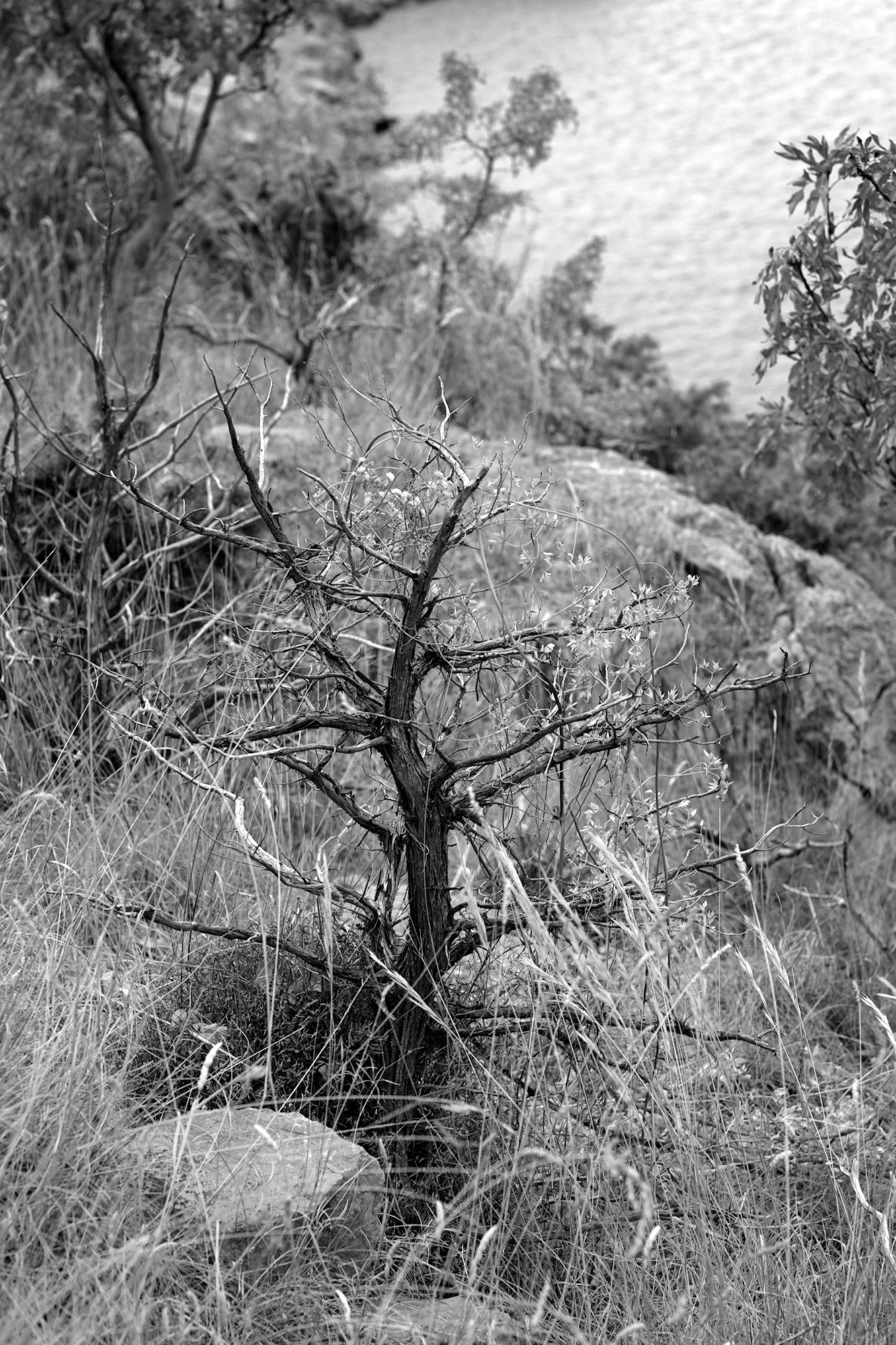 Shrub