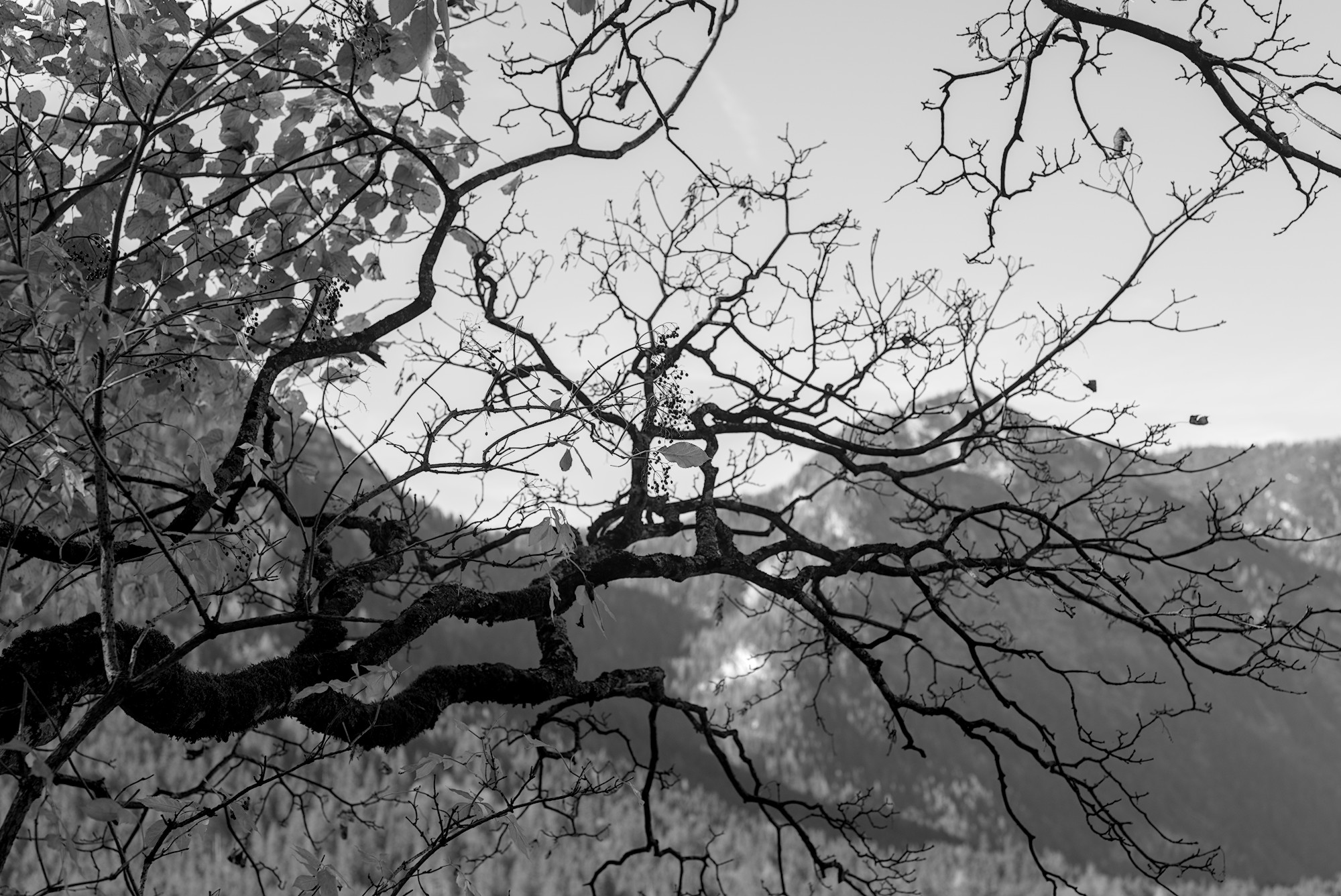 Linden Leaves and Elder Berries
