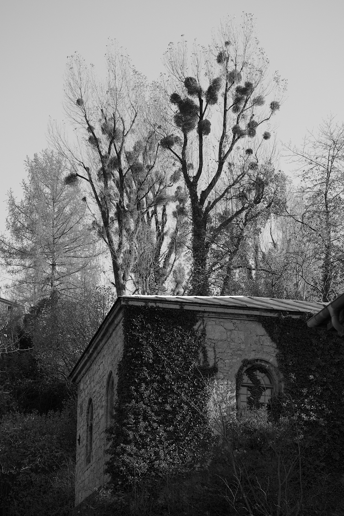 Mistletoe Assembly