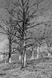More Mountain Sycamores