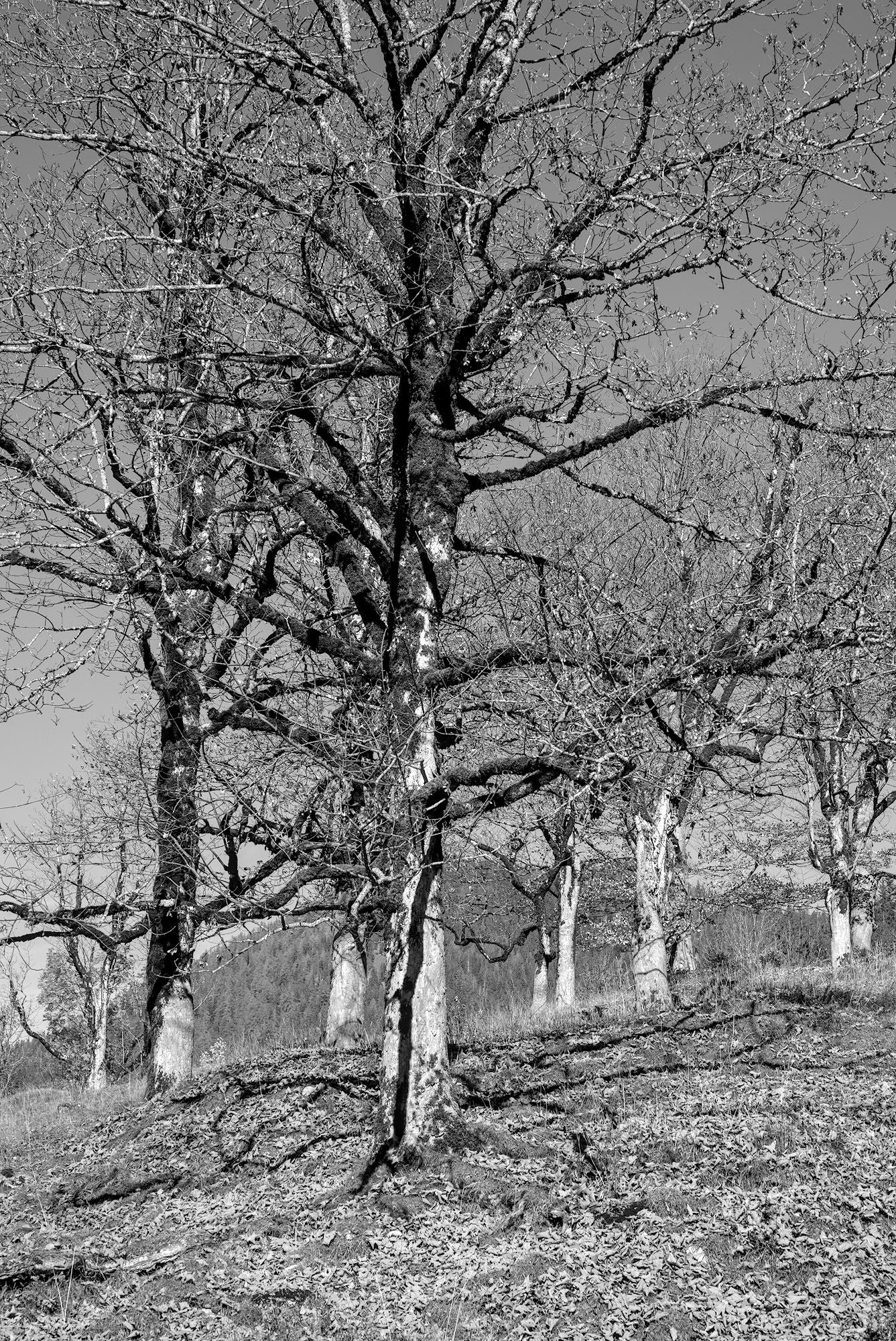 More Mountain Sycamores