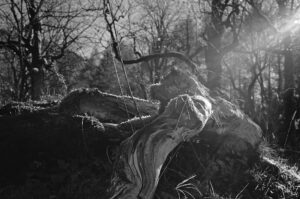 Mountain Sycamores