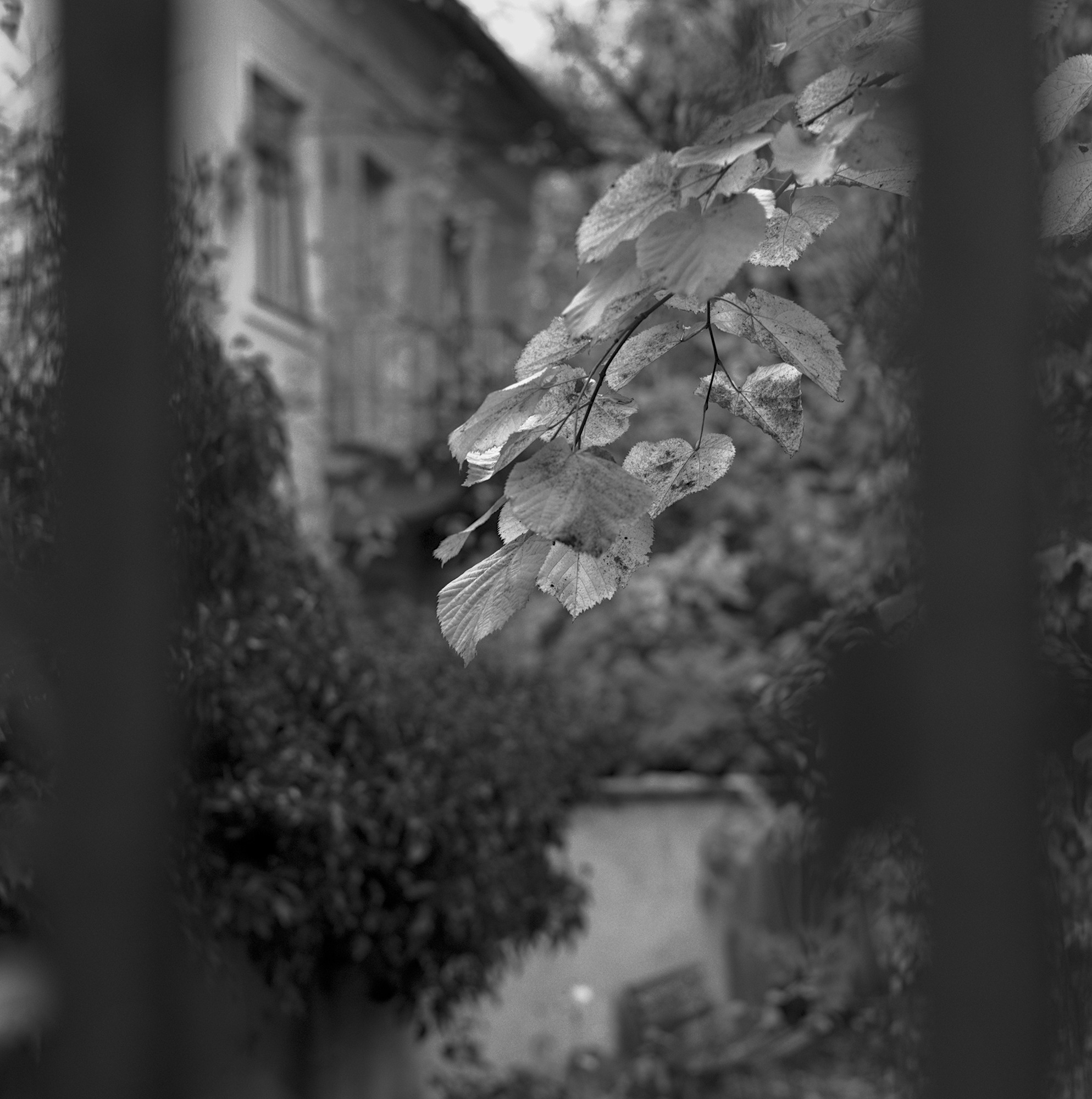 November and the Leaves still up