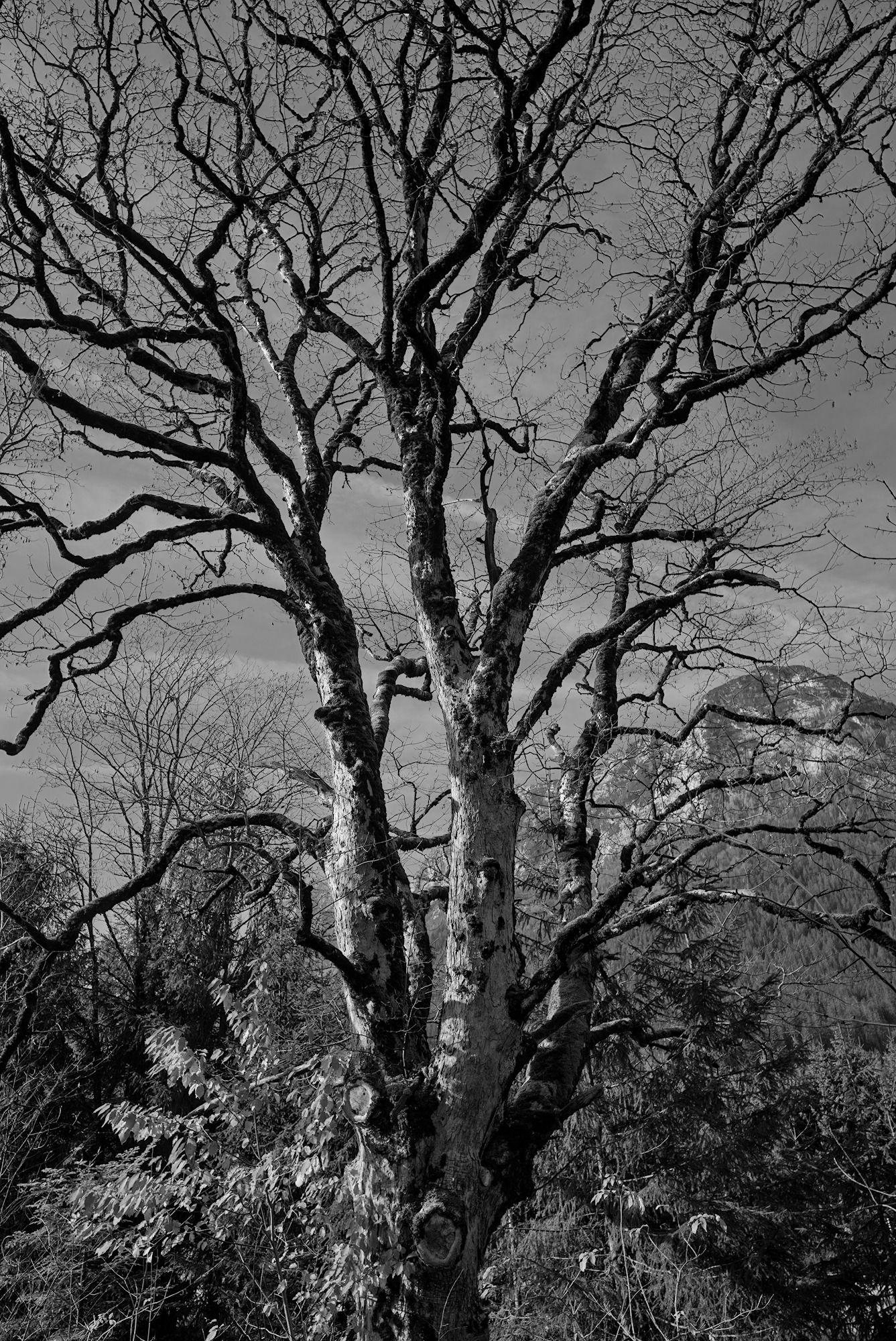 Solitary Mountain Sycamore
