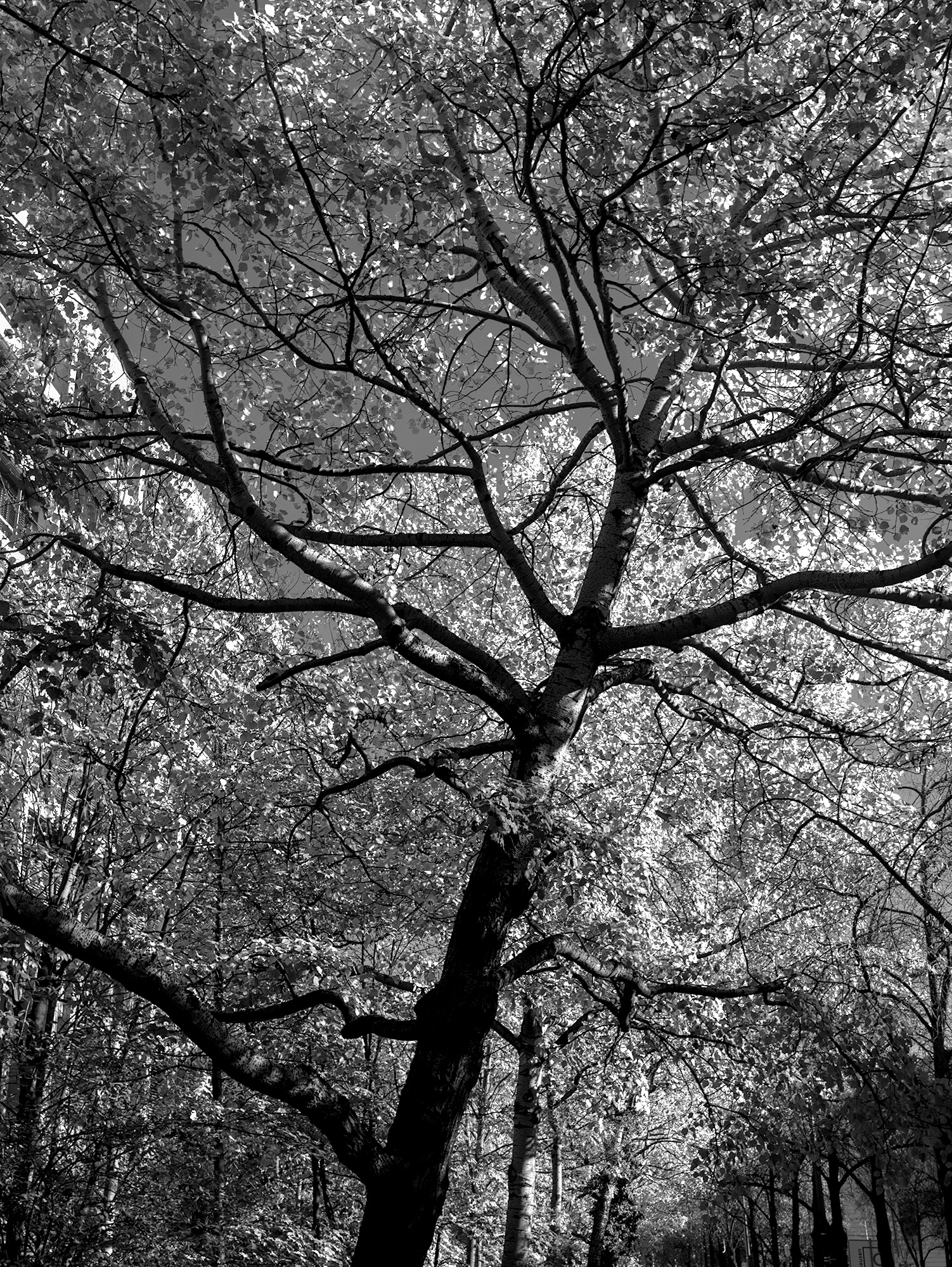 City Tree
