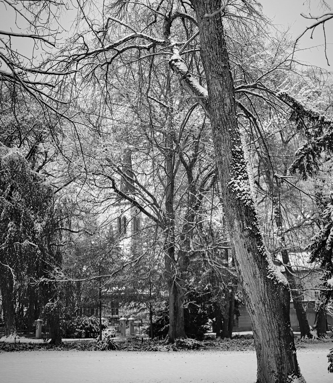 Linden Tree and Church