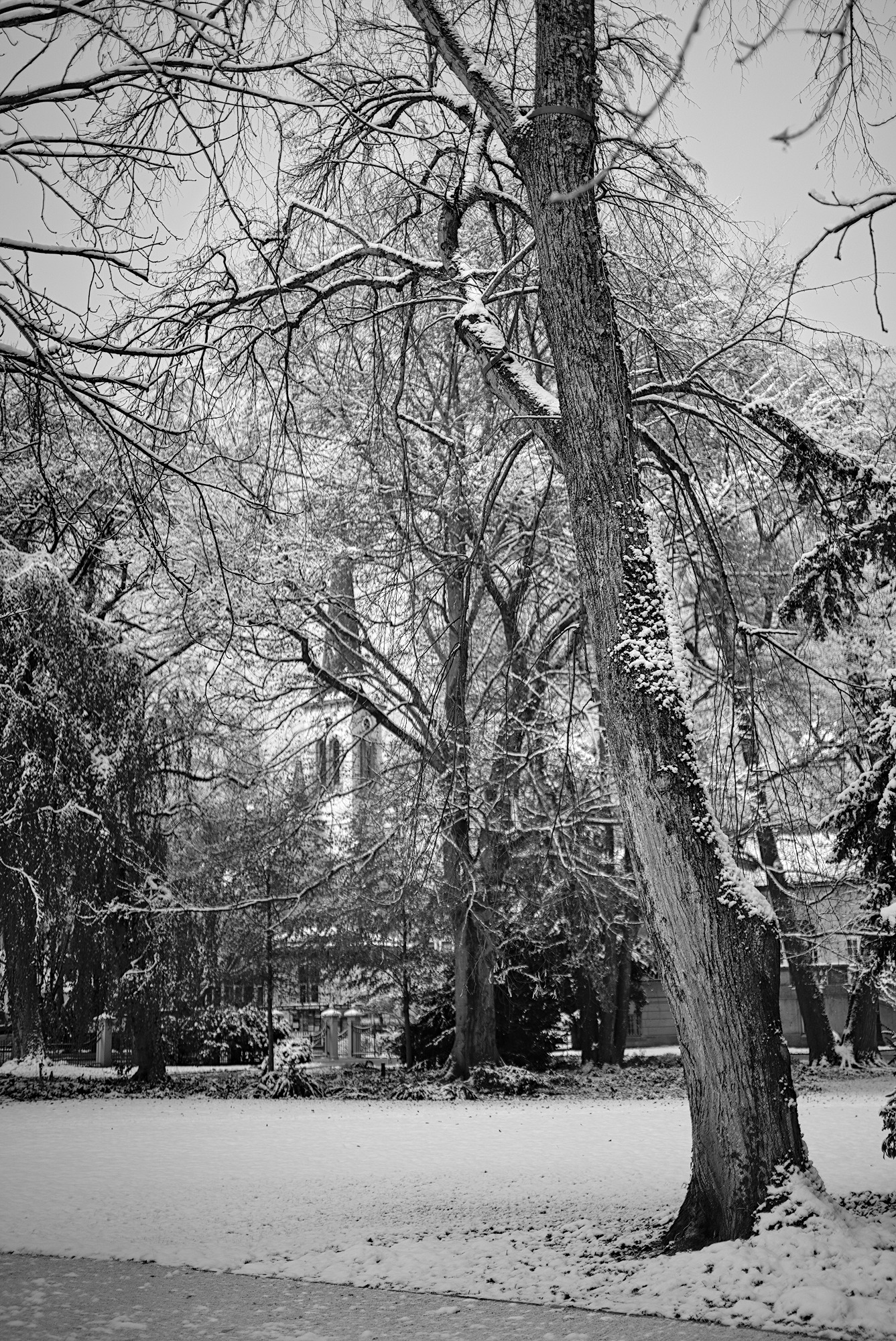 Linden Tree and Church