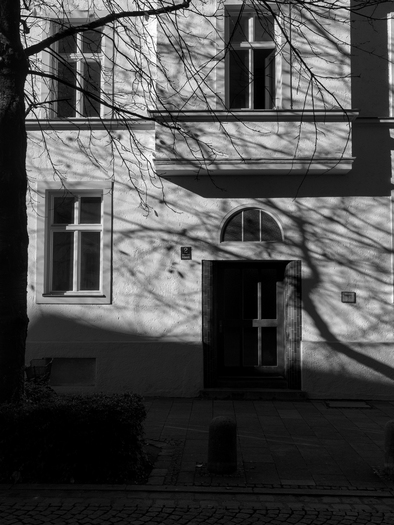 Tree and Shadows