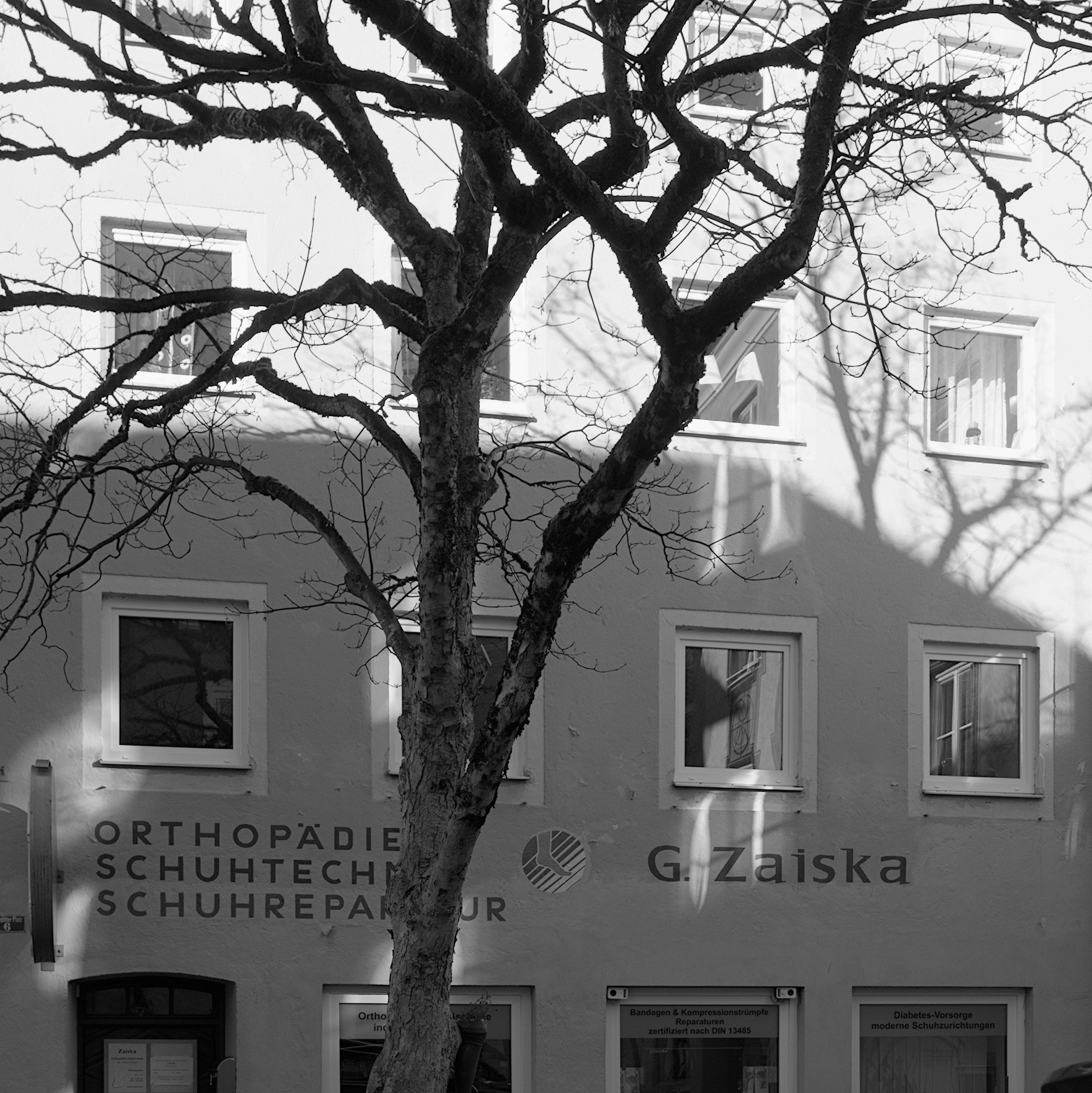 City Tree and Shadows