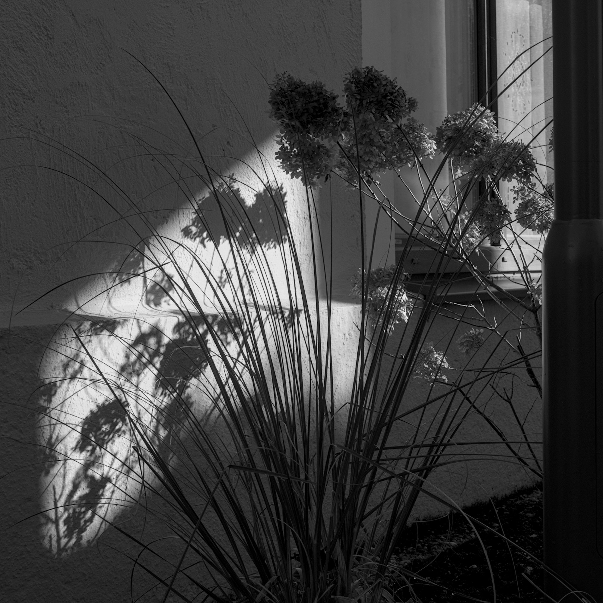 Hydrangea and Grass Shadows