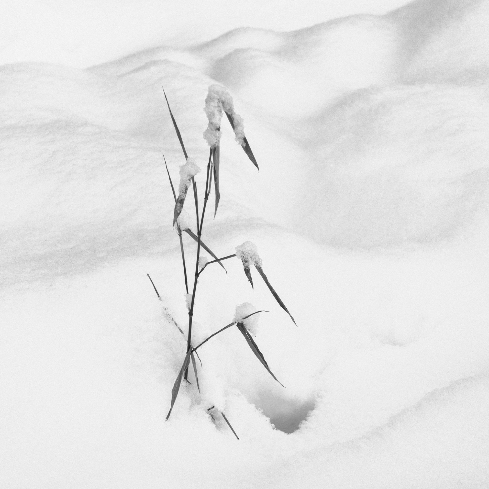 The little Plant called Hope