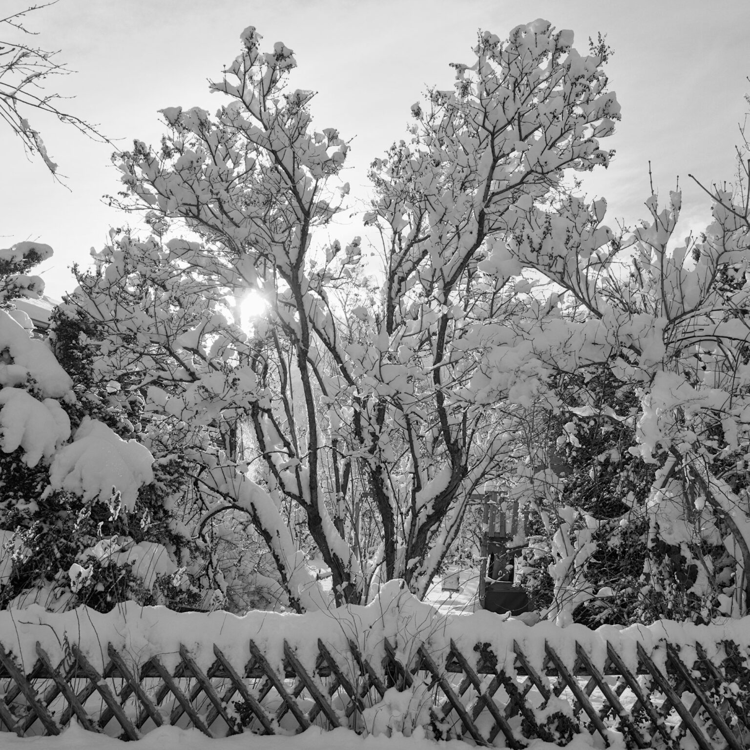 Winter Symmetry