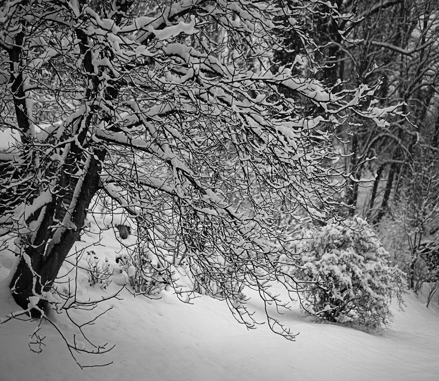 Winter came back