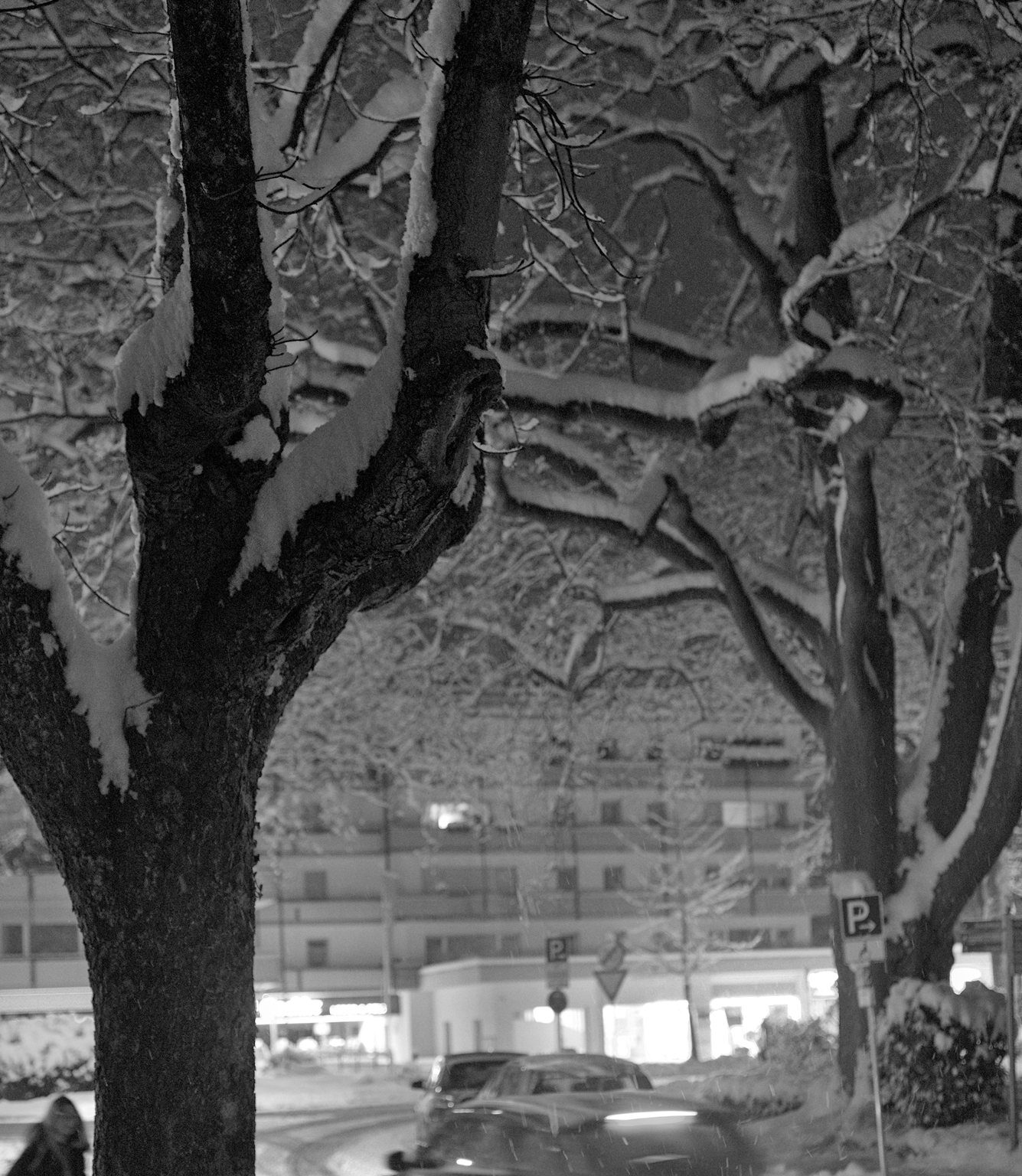 From January’s Snowfall