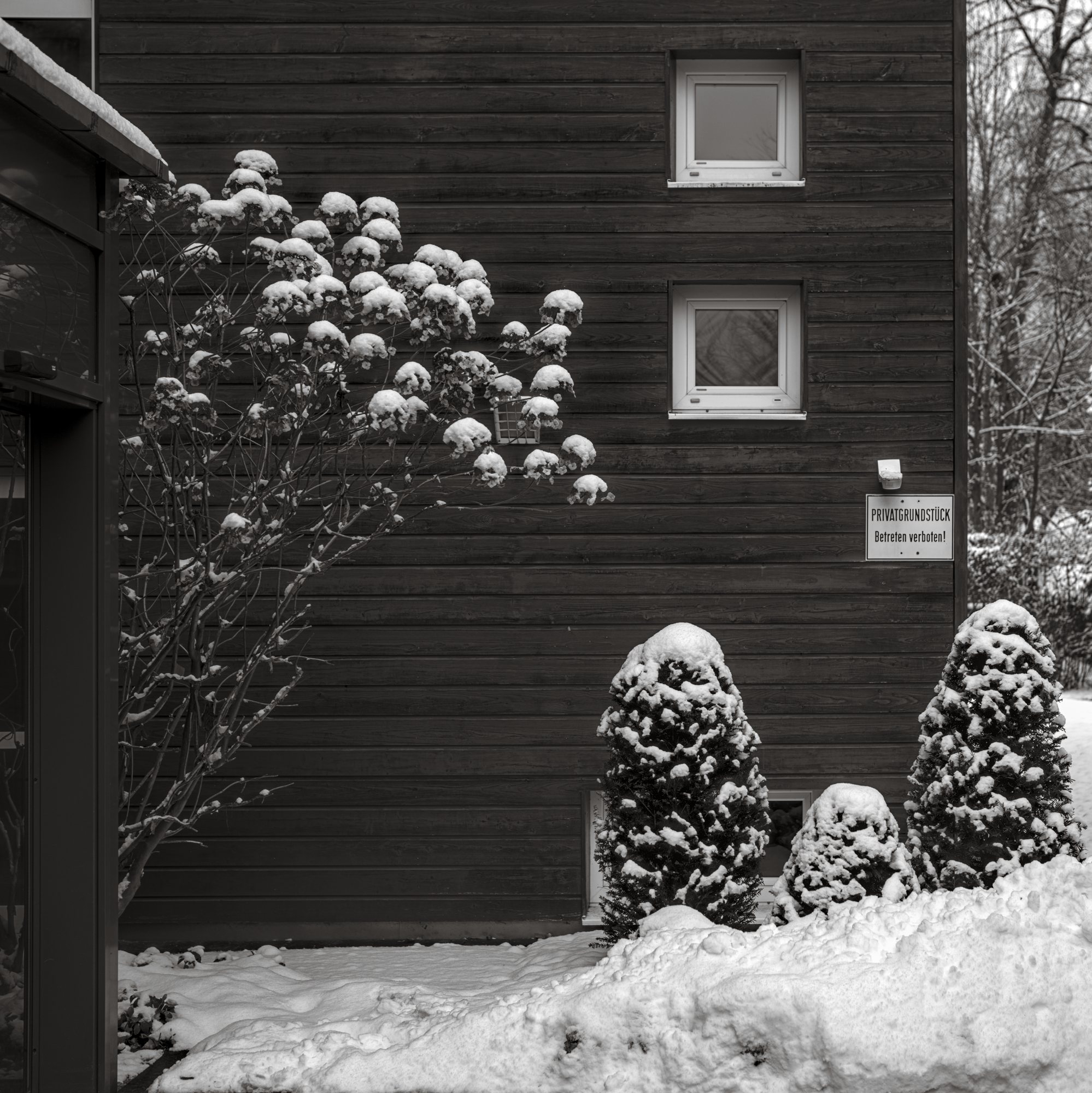 Hydrangea and Cypresses
