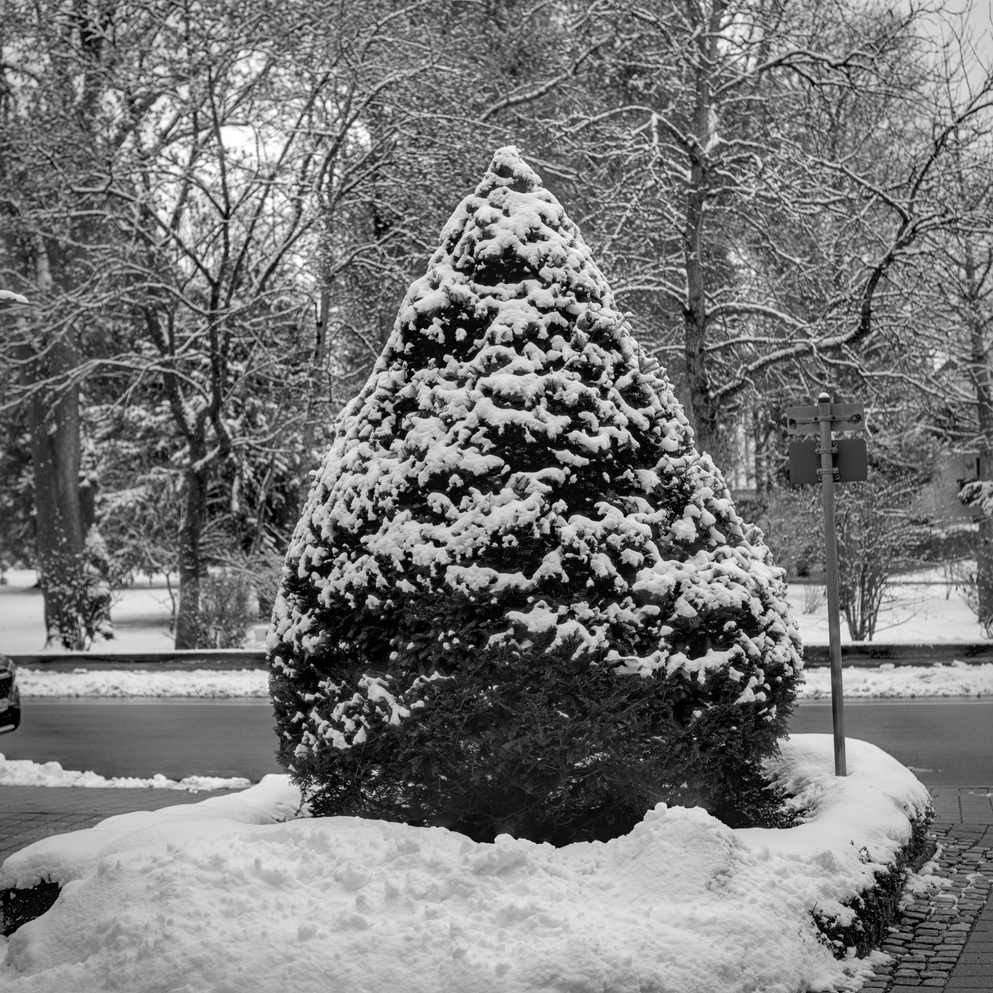 Picea glauca ‚Conica‘