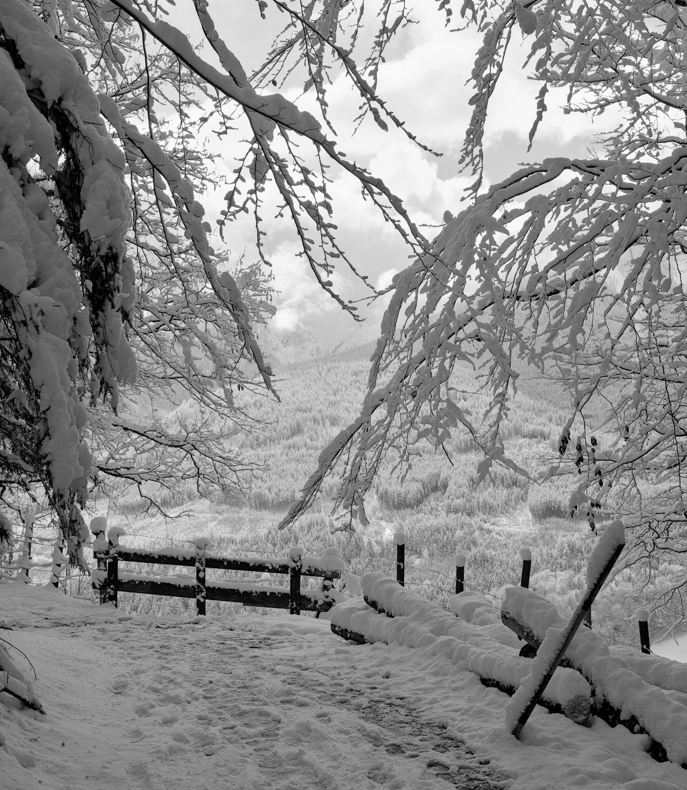 Snow-heavy Branches