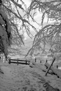 Snow-heavy Branches