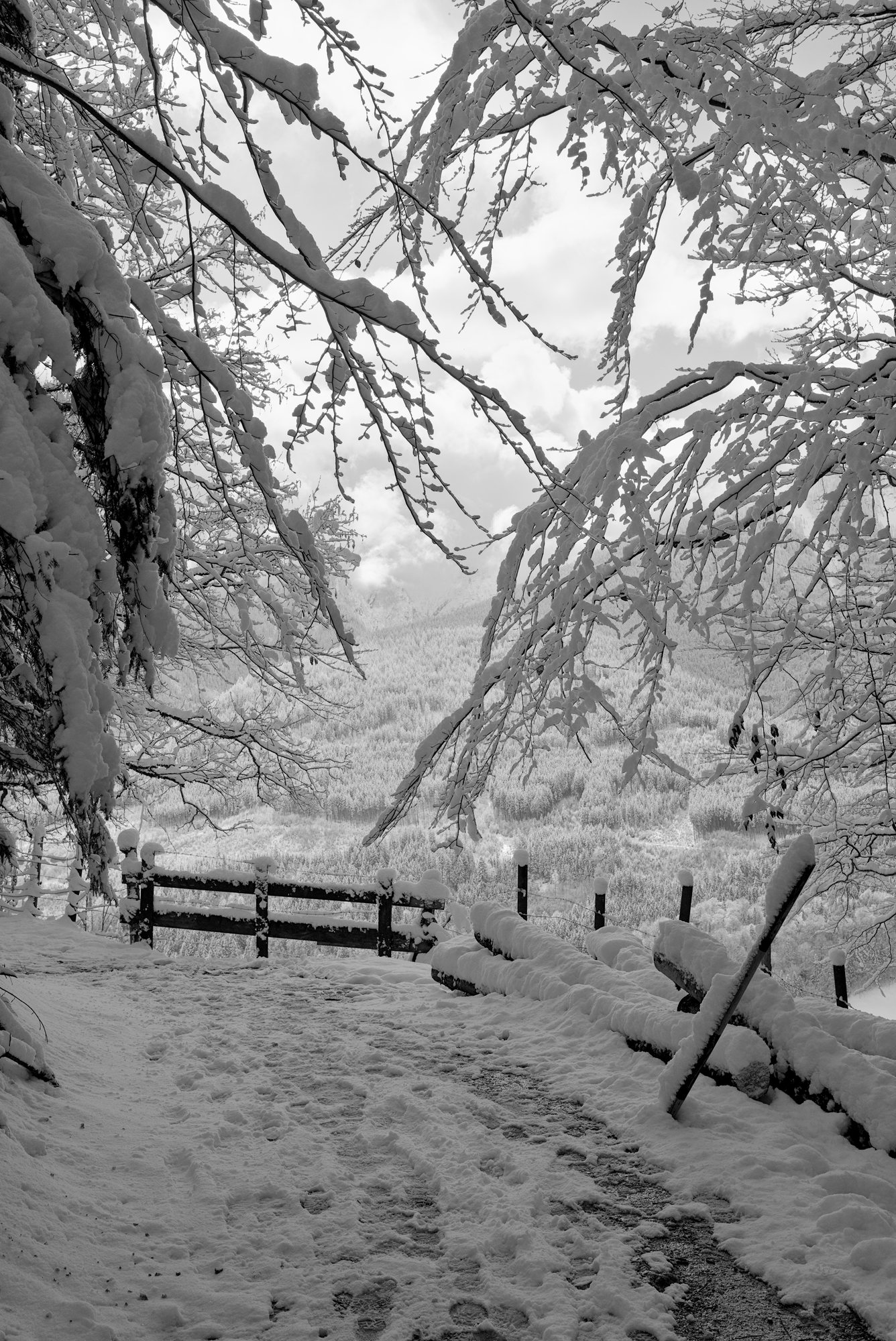Snow-heavy Branches