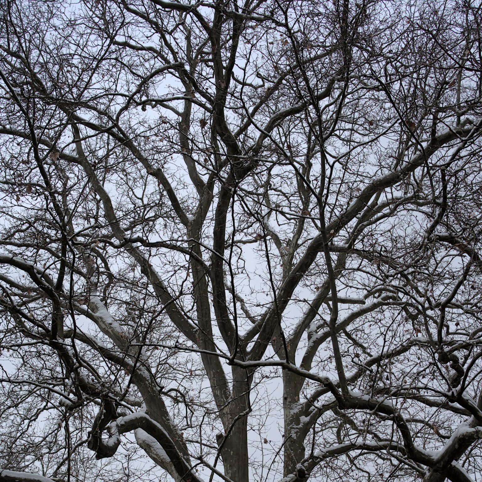 Sycamore All-Over