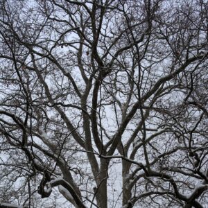 Sycamore All-Over