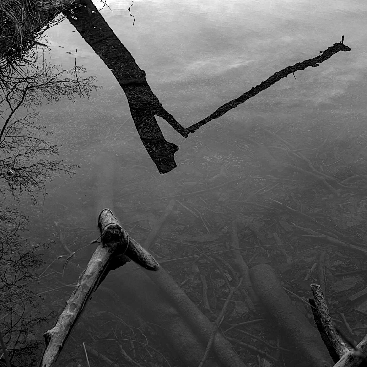 Branches