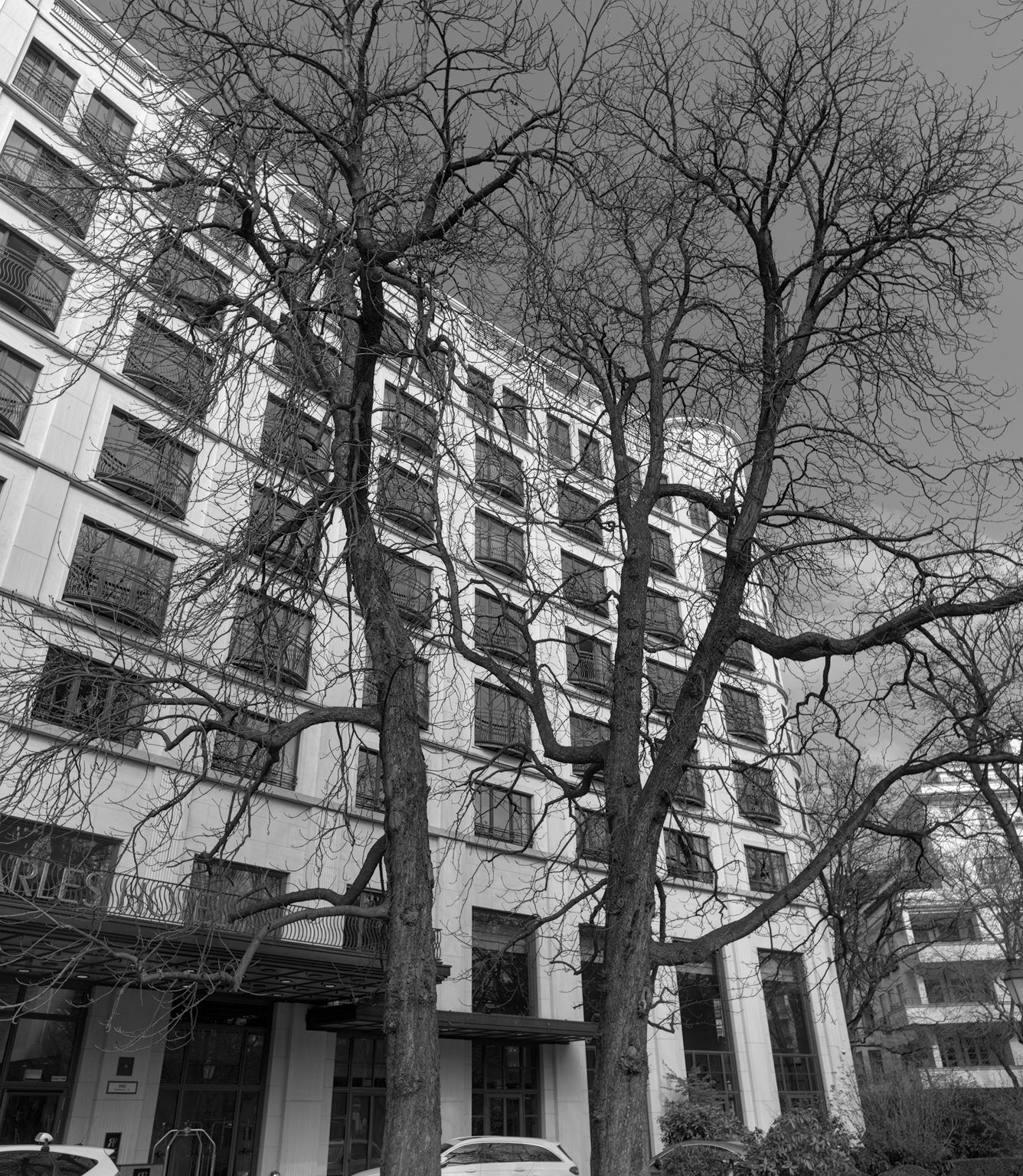 City Trees, again