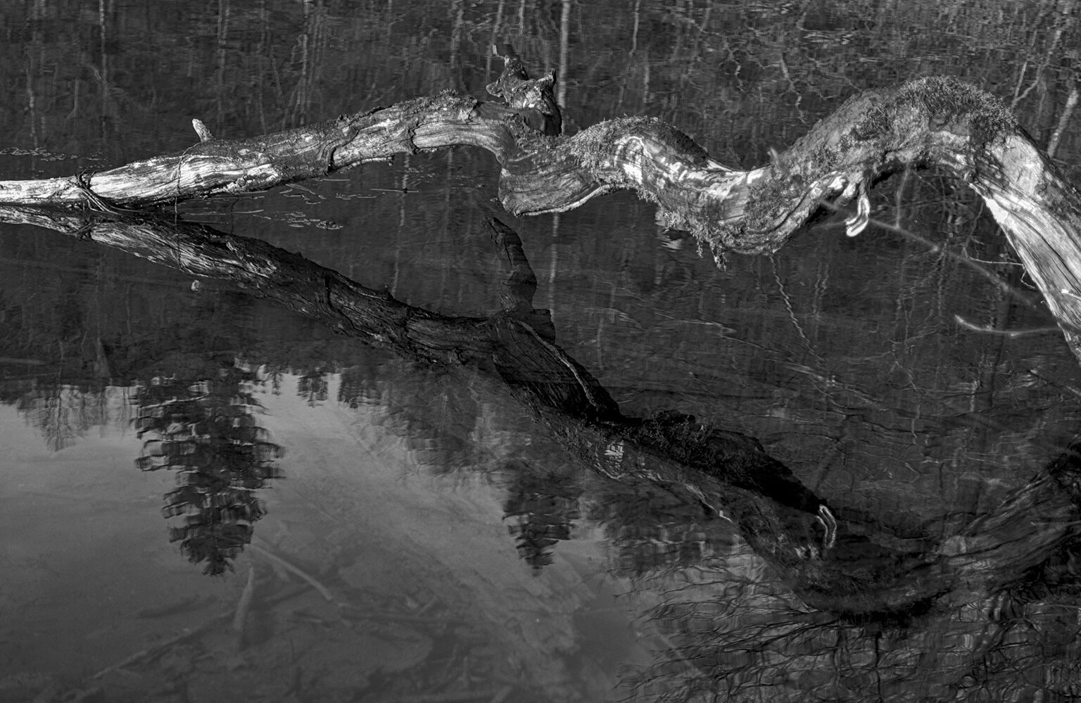 Snake in the Lake