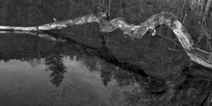 Snake in the Lake