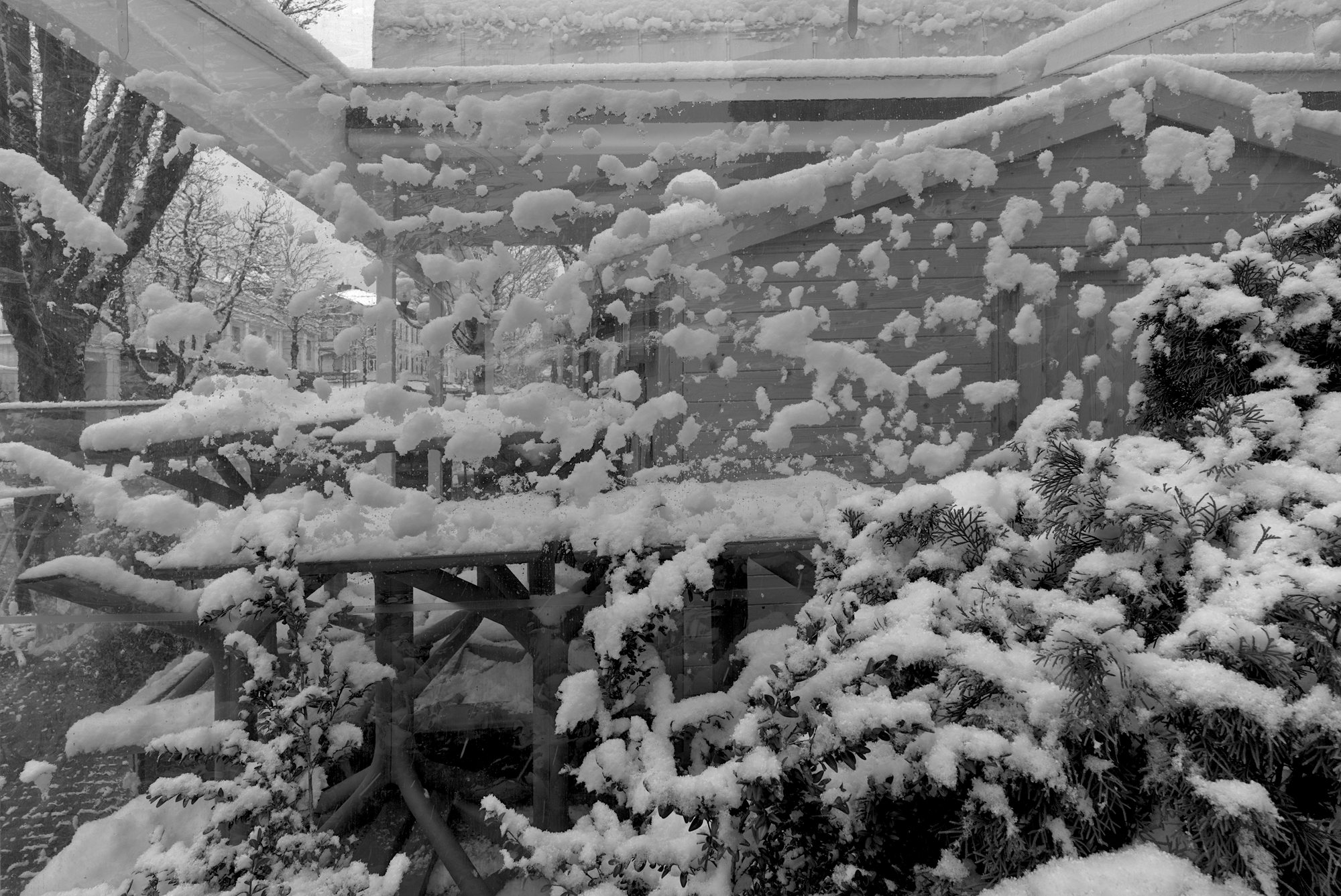 Snowed-on Winter Garden