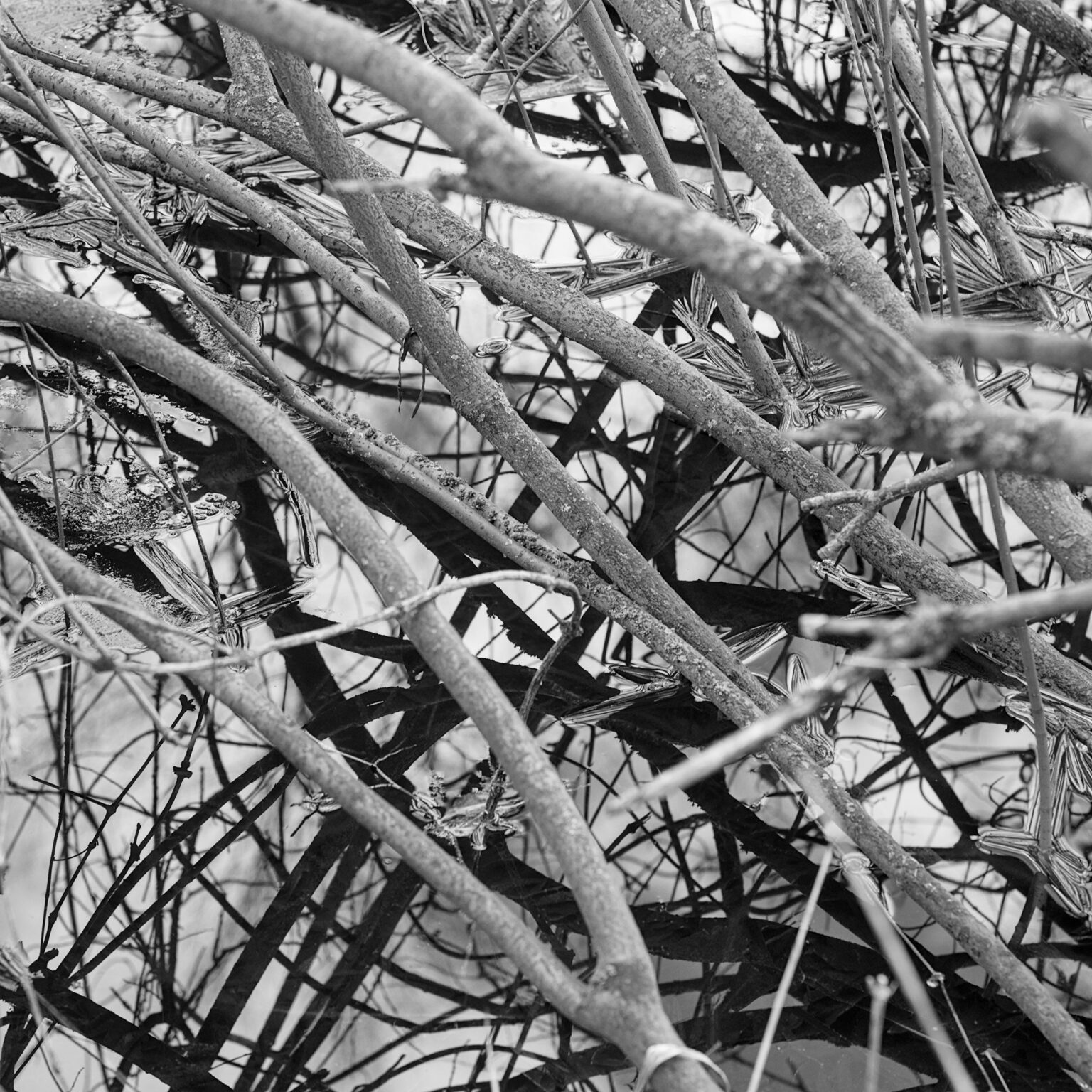 Winter Twigs