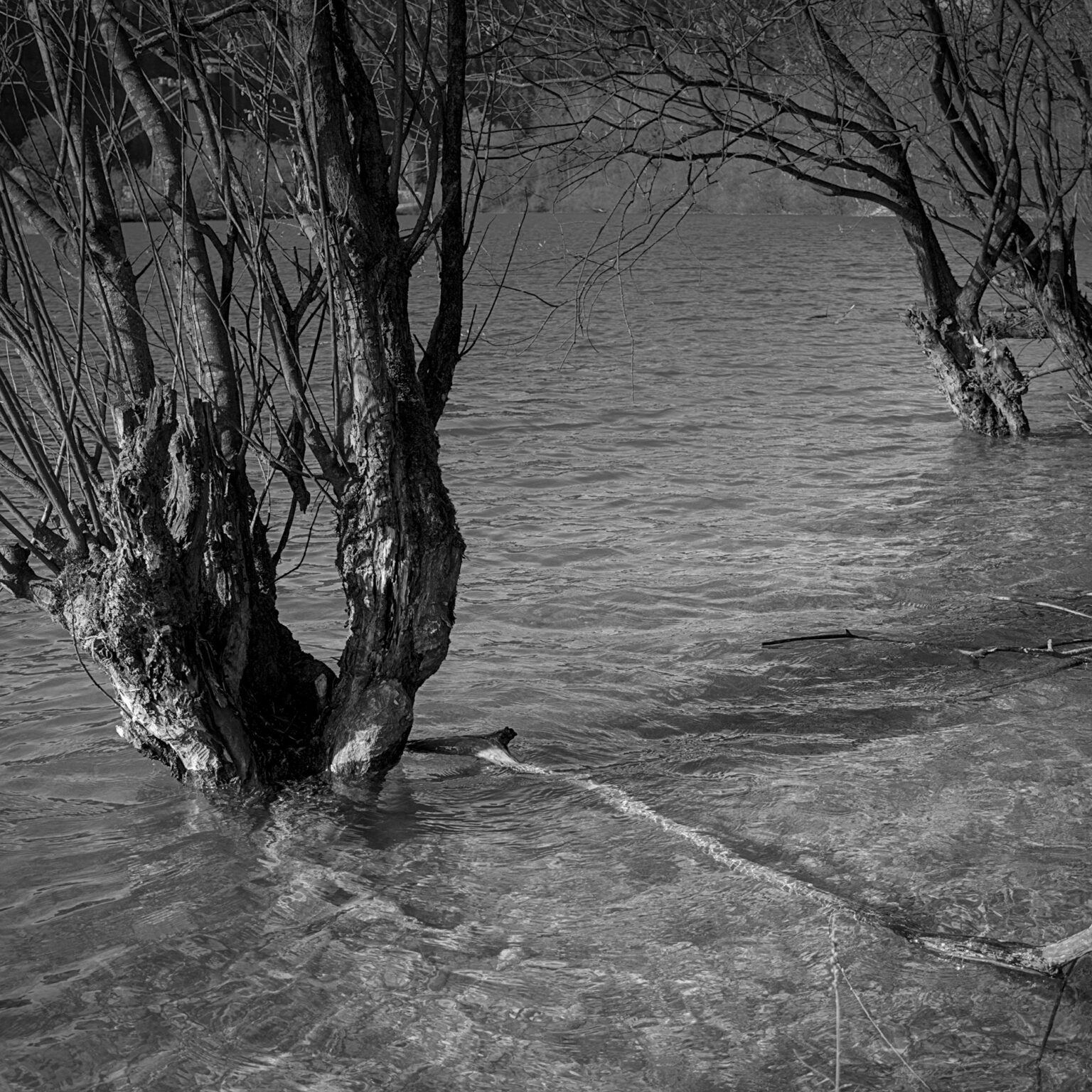 Wet Feet Willows