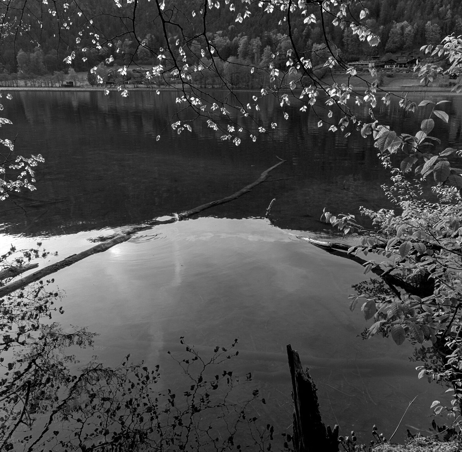 Budding Leaves at Thumsee