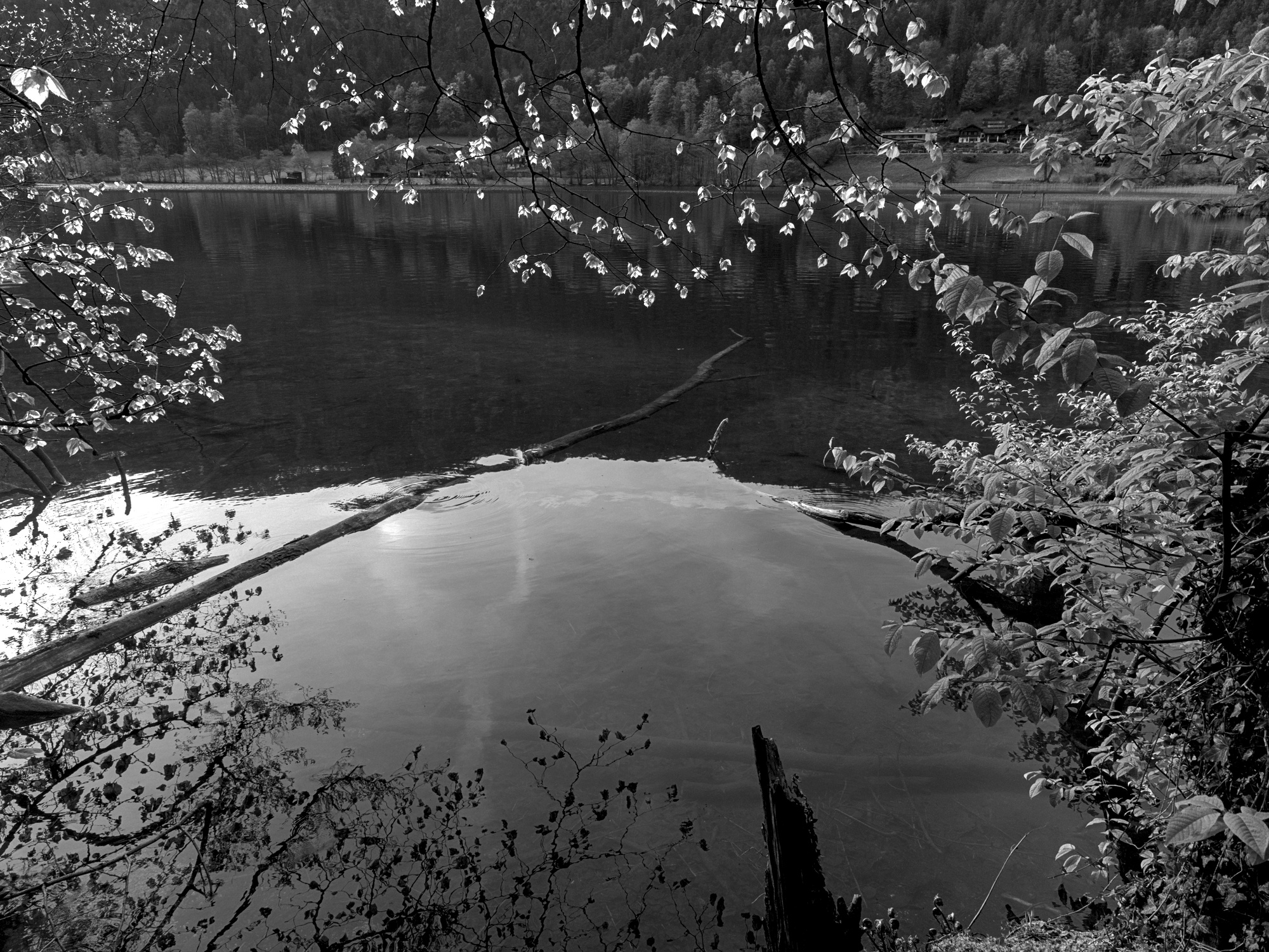 Budding Leaves at Thumsee