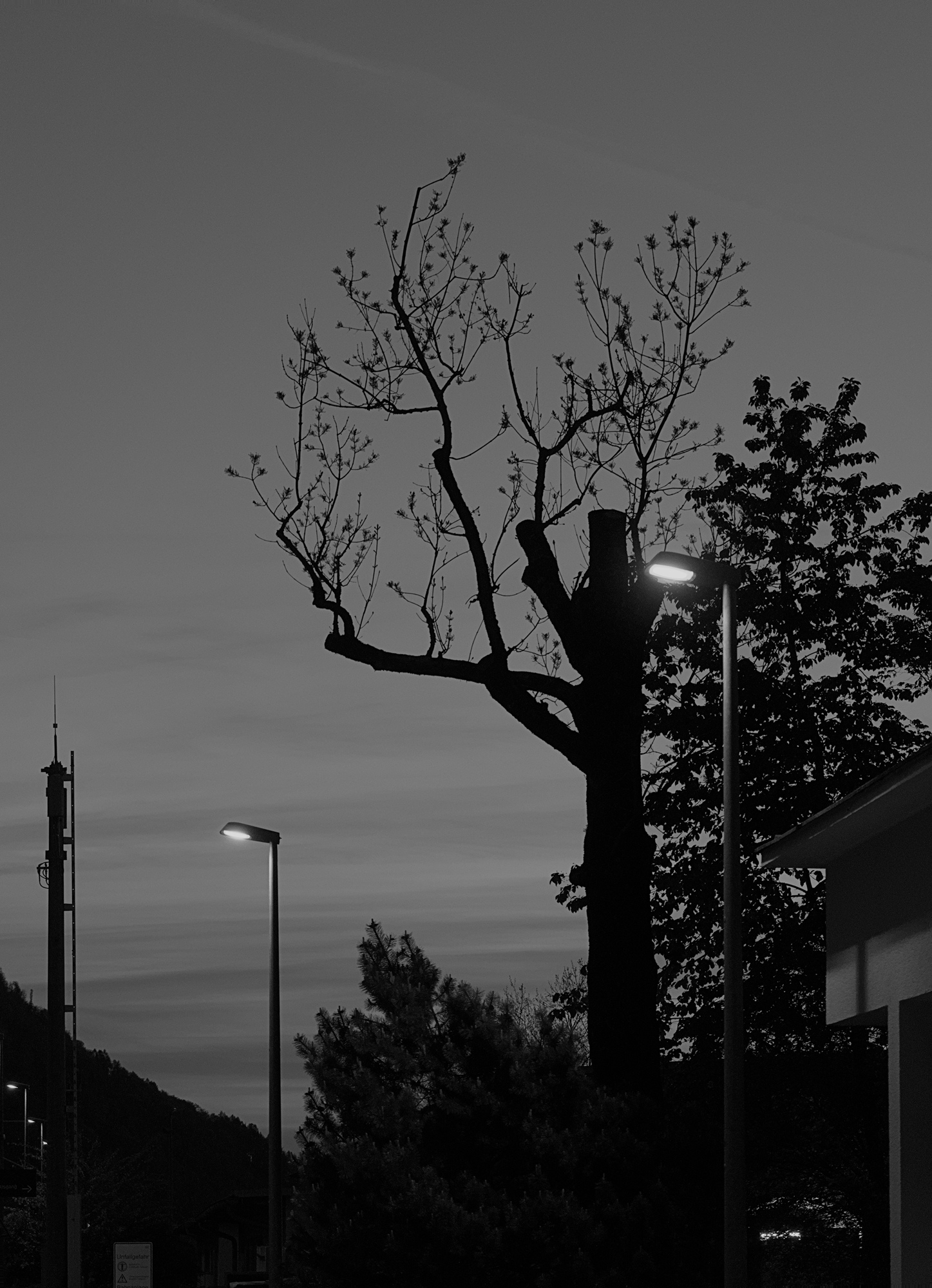 City Tree