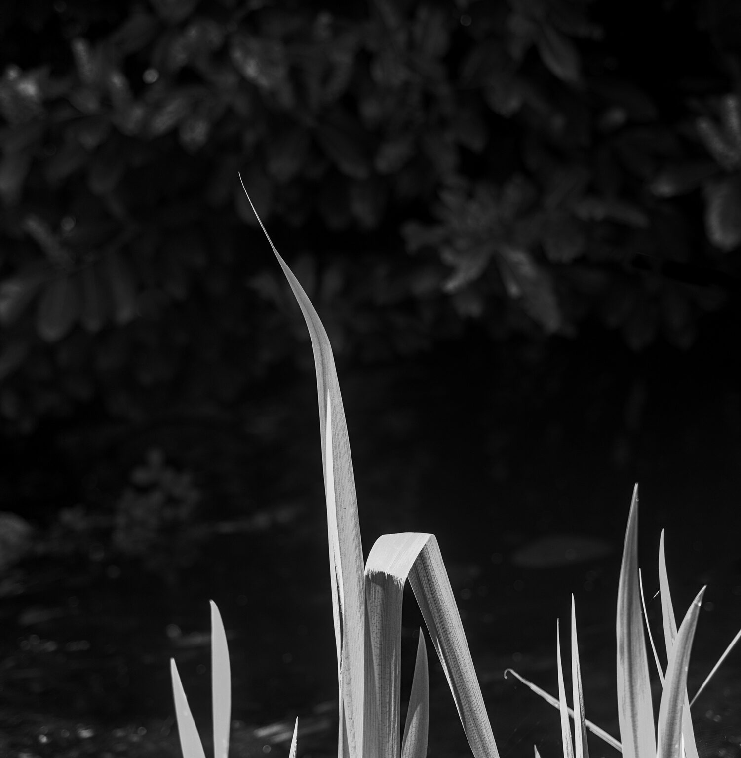 Iris Lances
