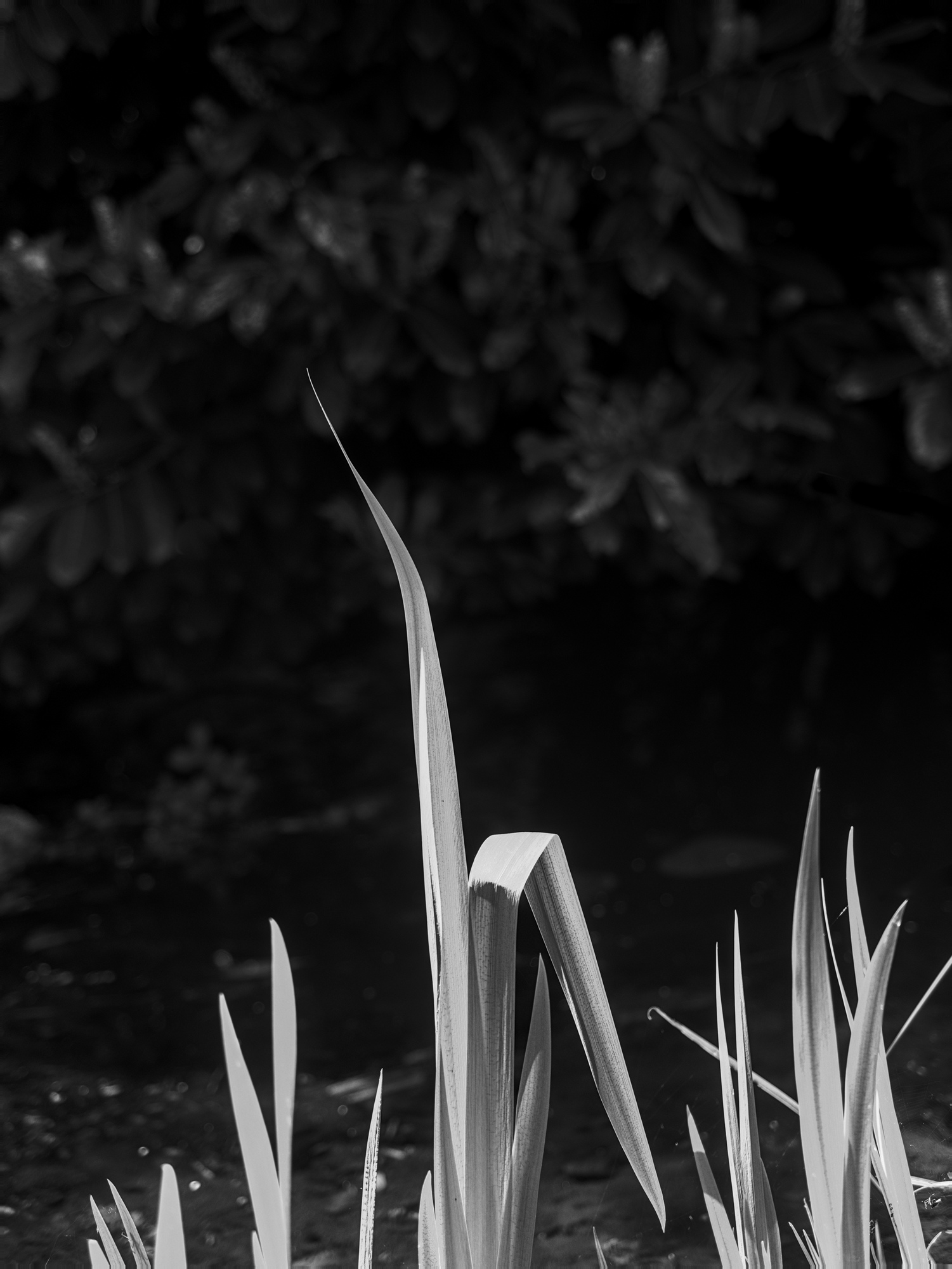 Iris Lances
