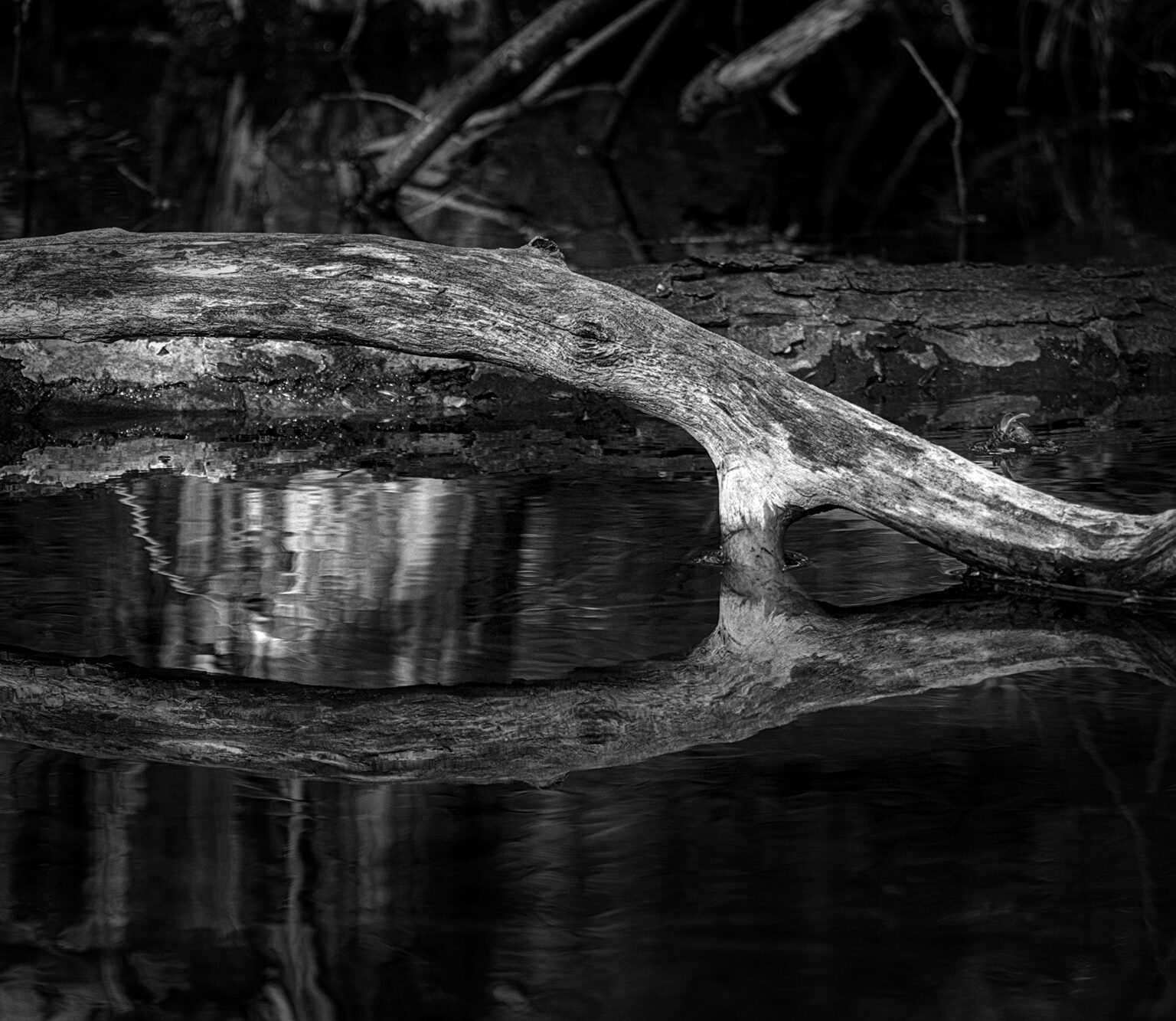 Swamp Animal