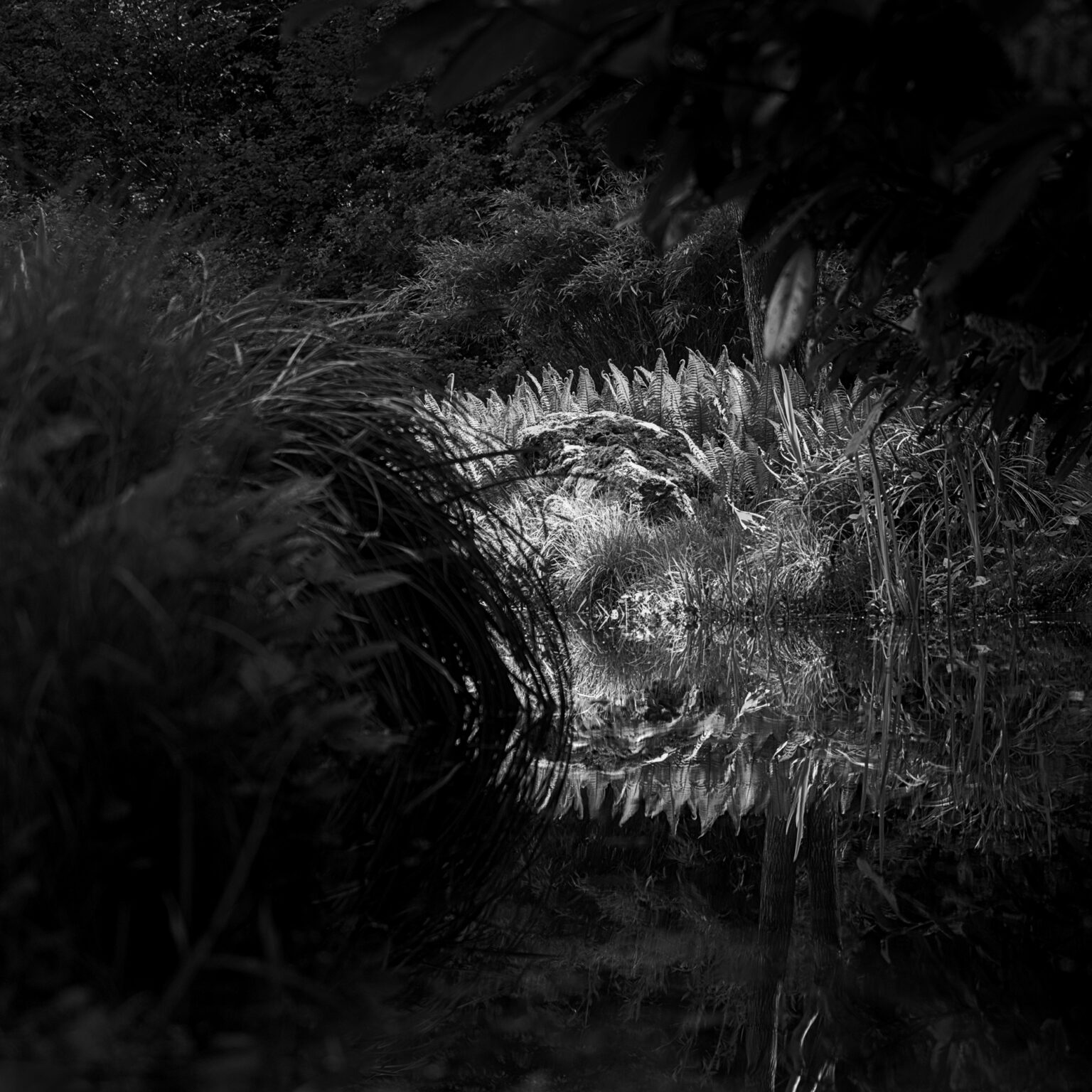 Wilderness Eye