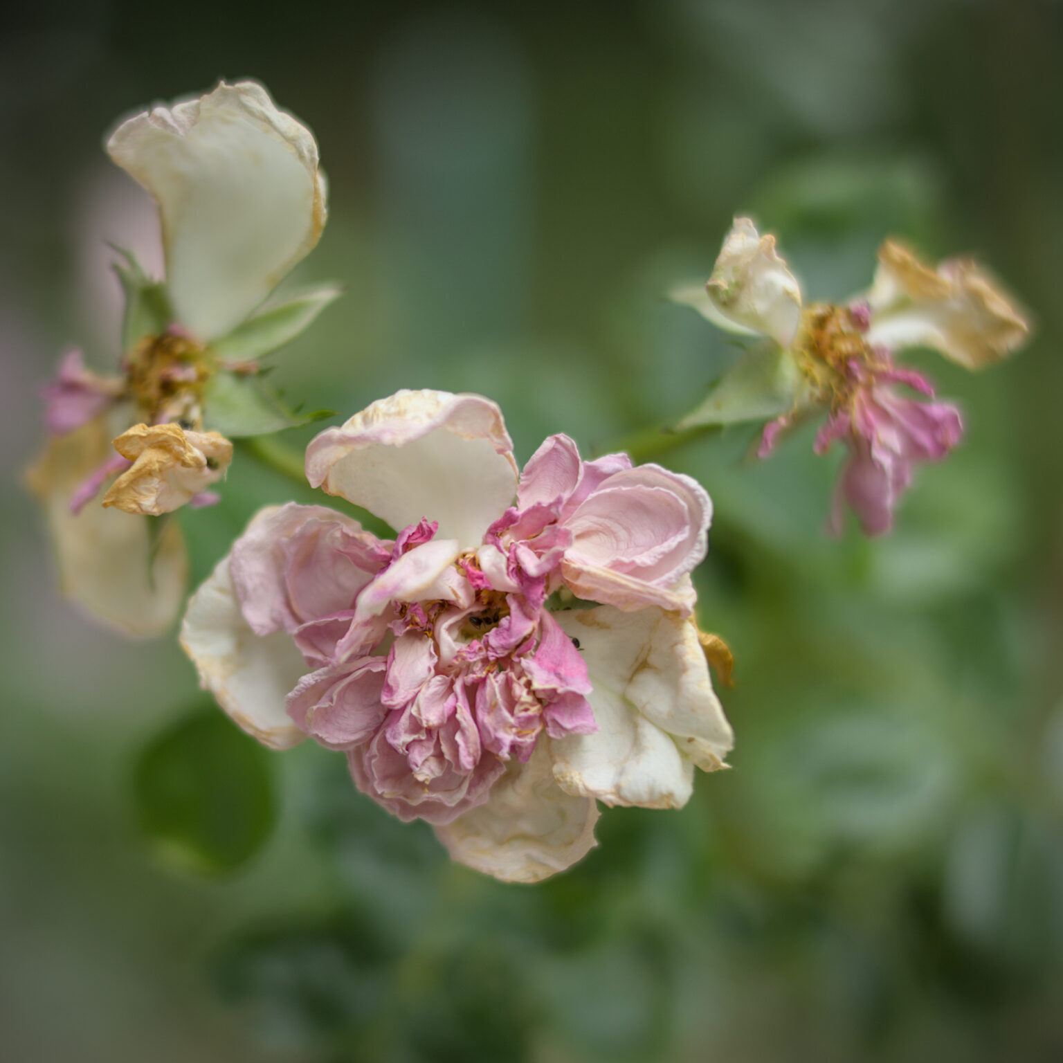 A Rose is (still) a Rose