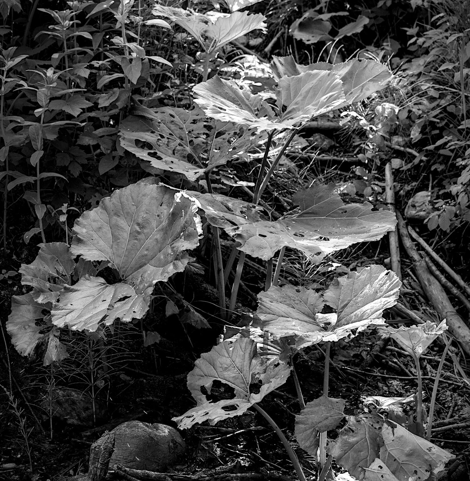 Butterbur Cascade