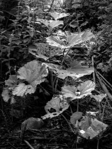 Butterbur Cascade