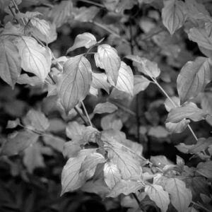 Dogwood Leaves