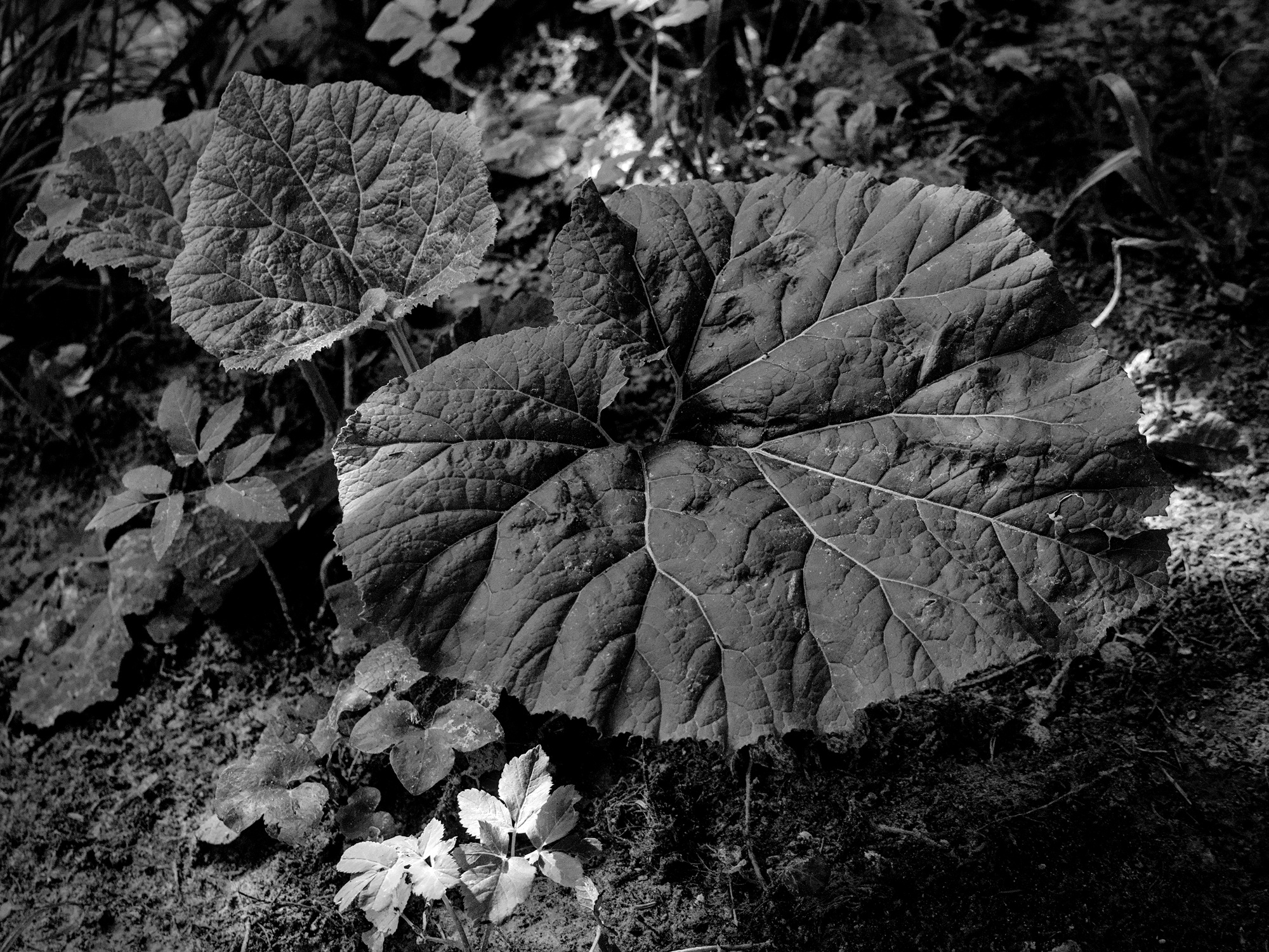 Rhabarber, Rhabarber