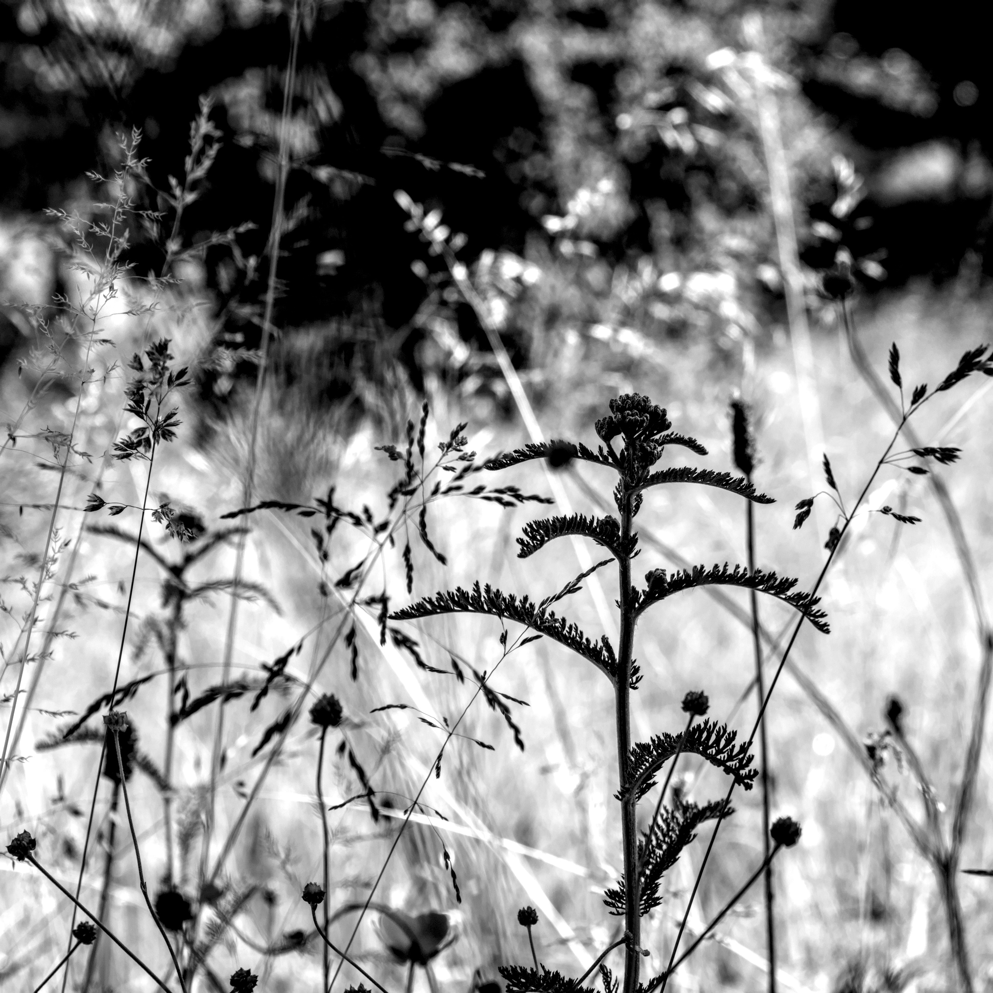 Schafgarbe (Achillea millefolium)