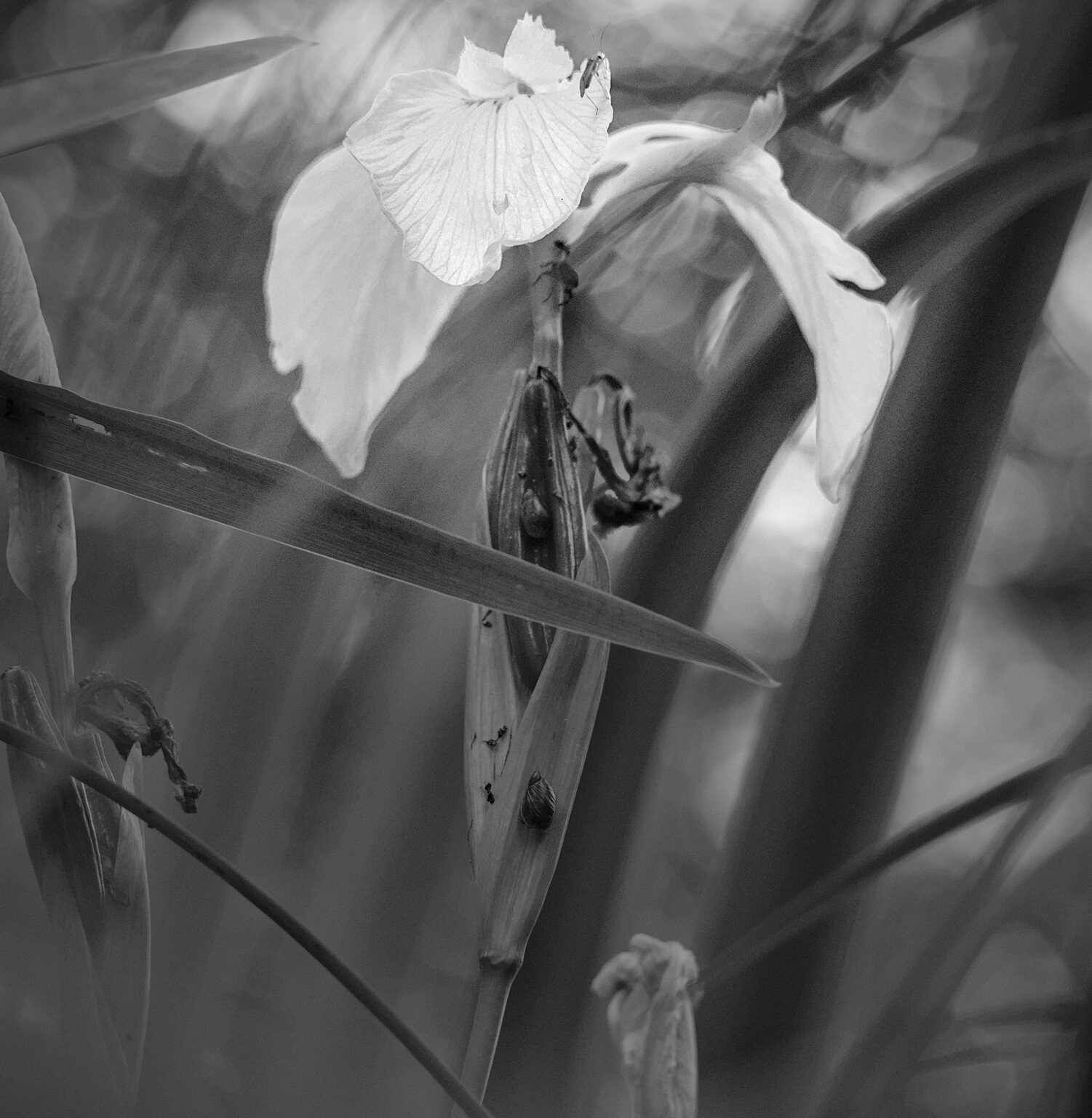 The Apparition